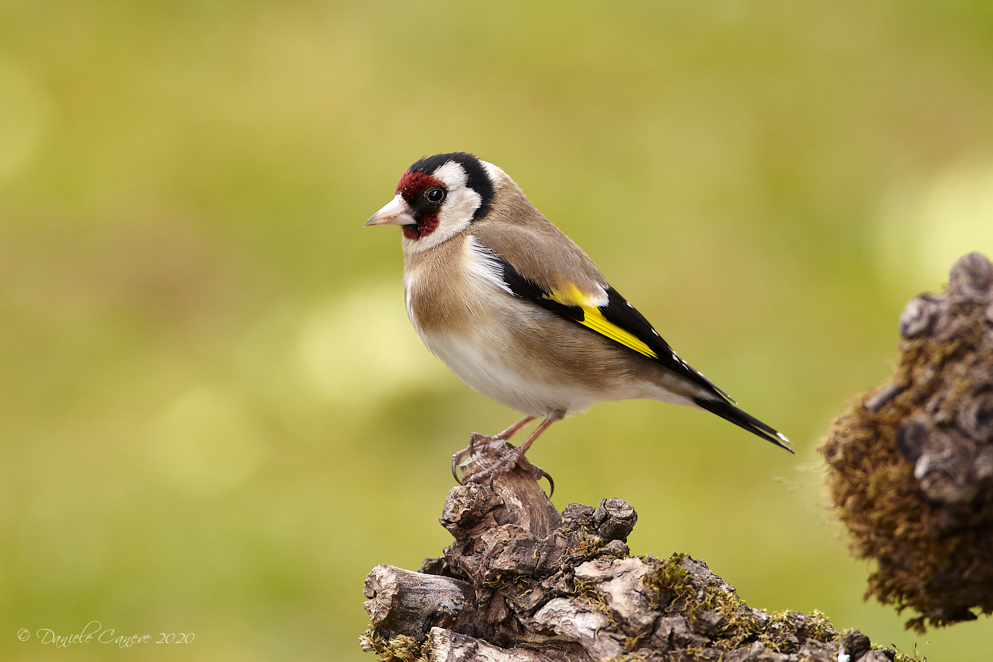 Goldfinch