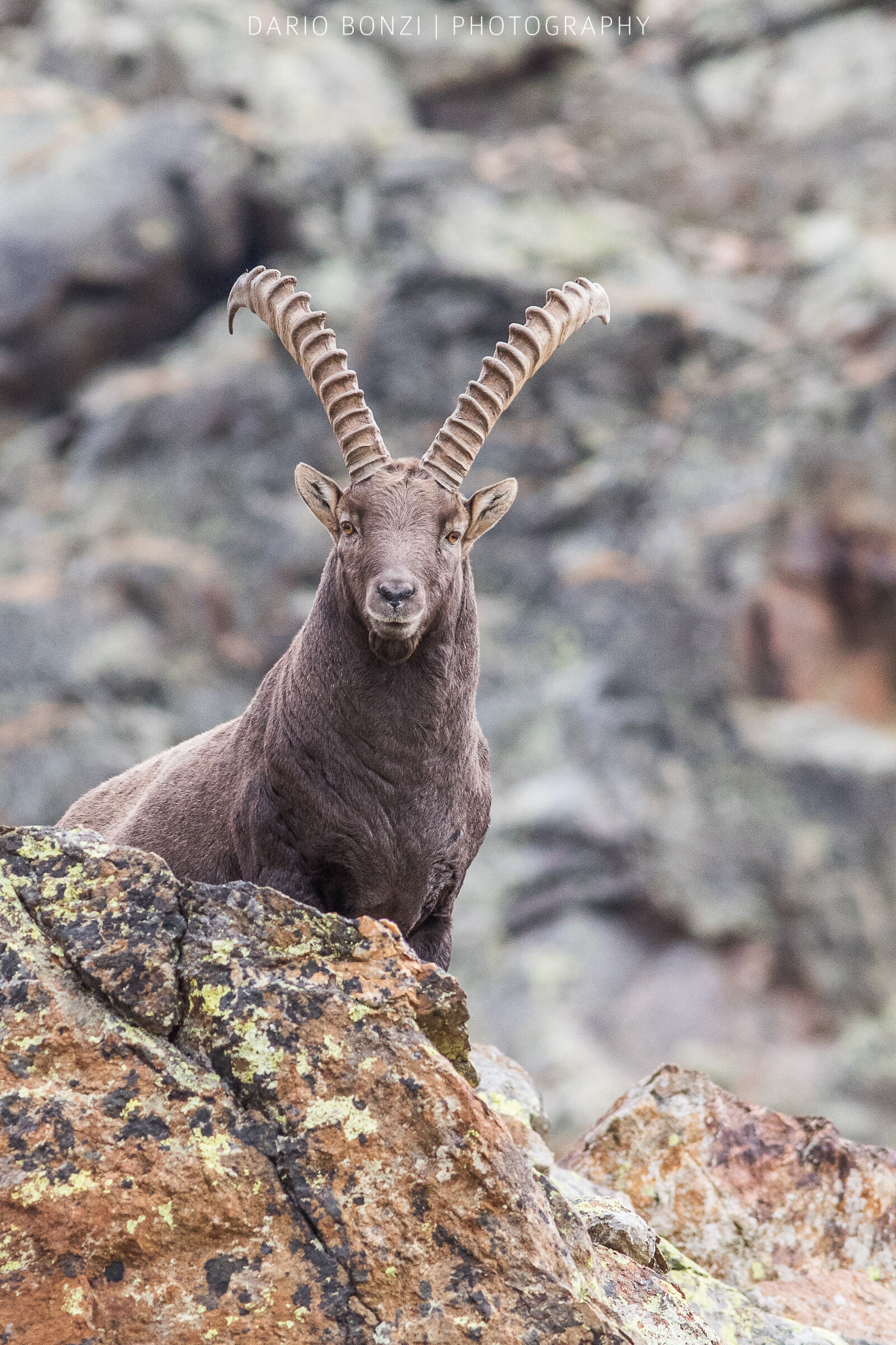 Ibex