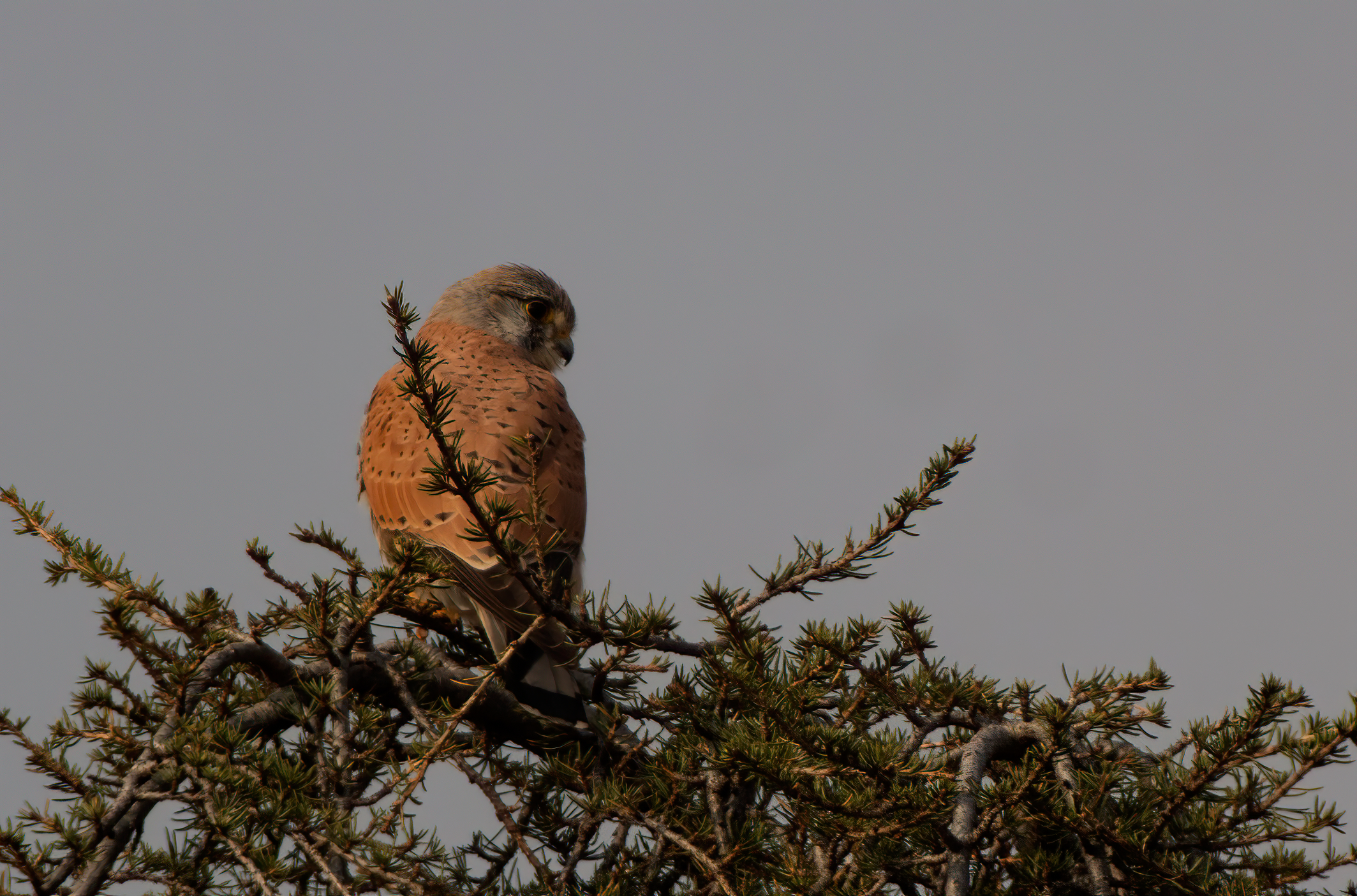 Il posatoio di caccia