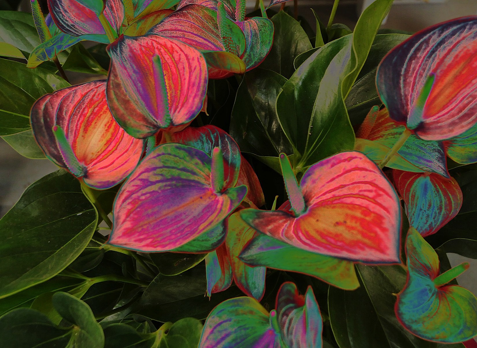 Anthurium