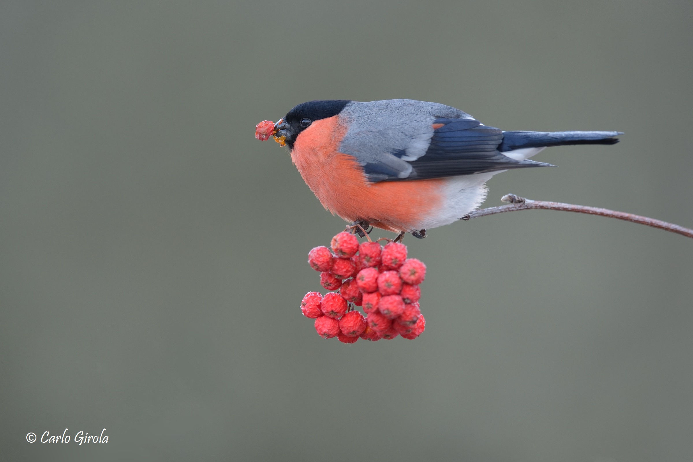 Ciuffolotto (Phyrrula phyrrula)