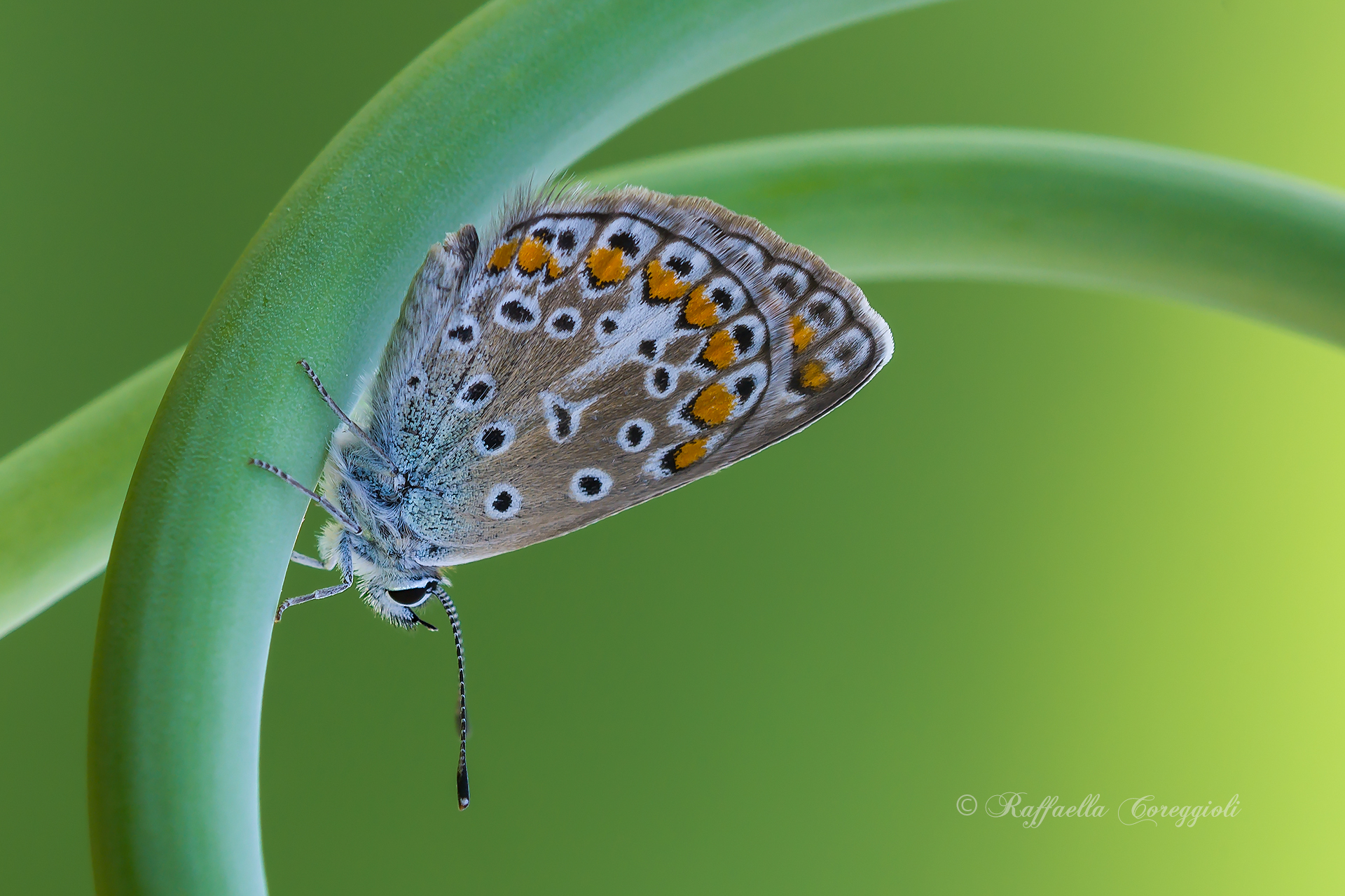 Nel cerchio di un pensiero...