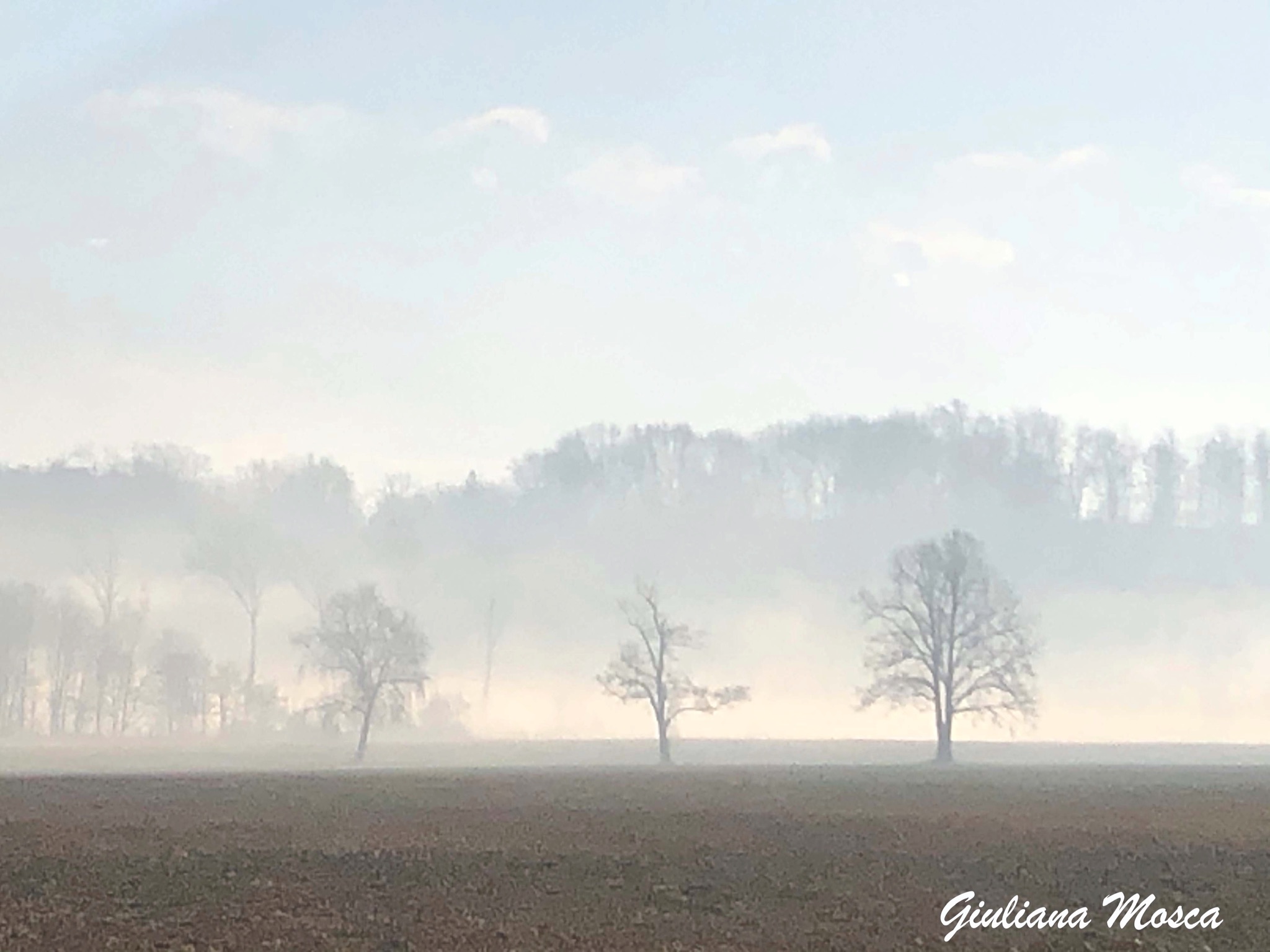 La Baraggia Biellese con la foschia