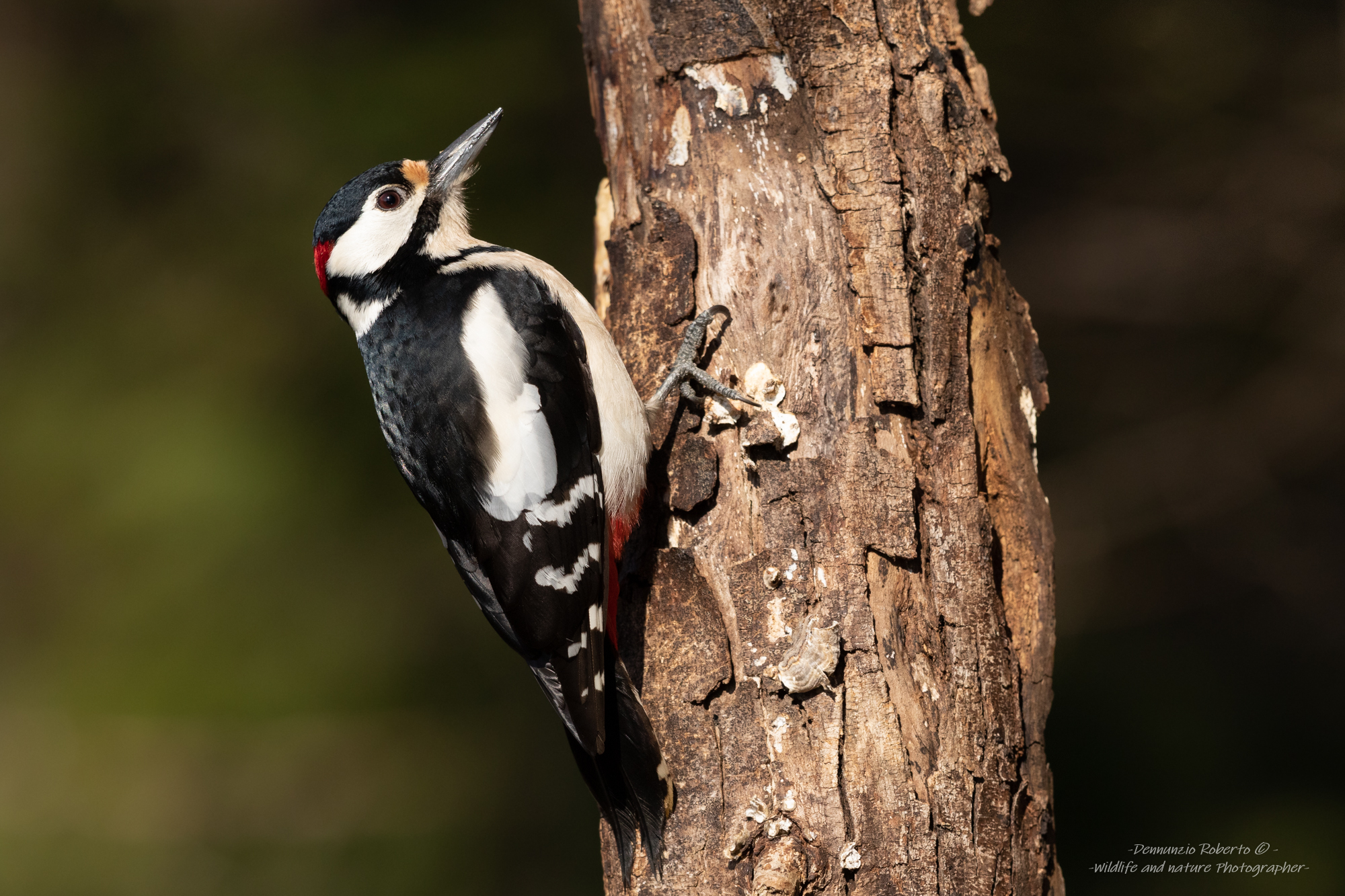 Great spotted woodpecker