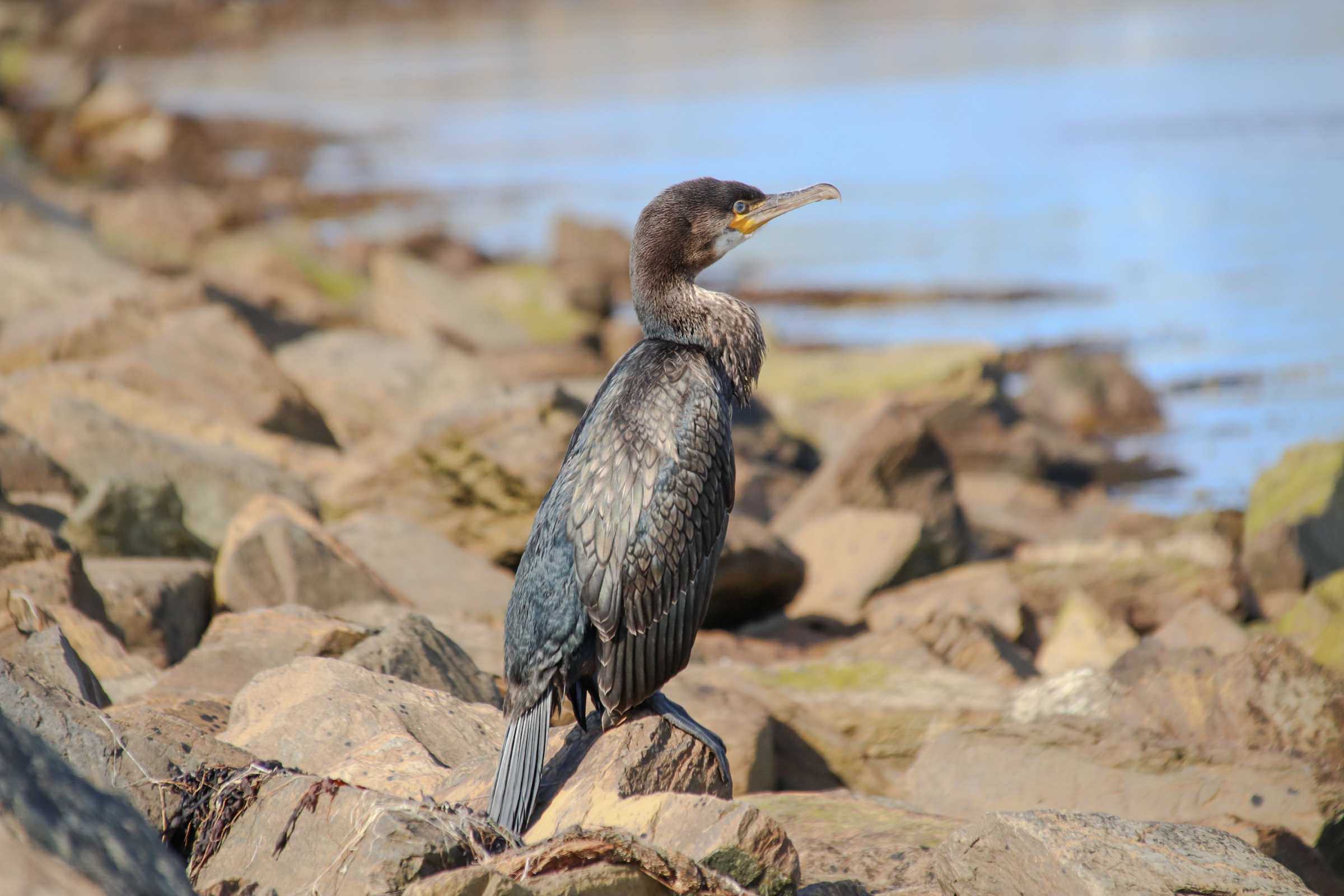 Cormorano