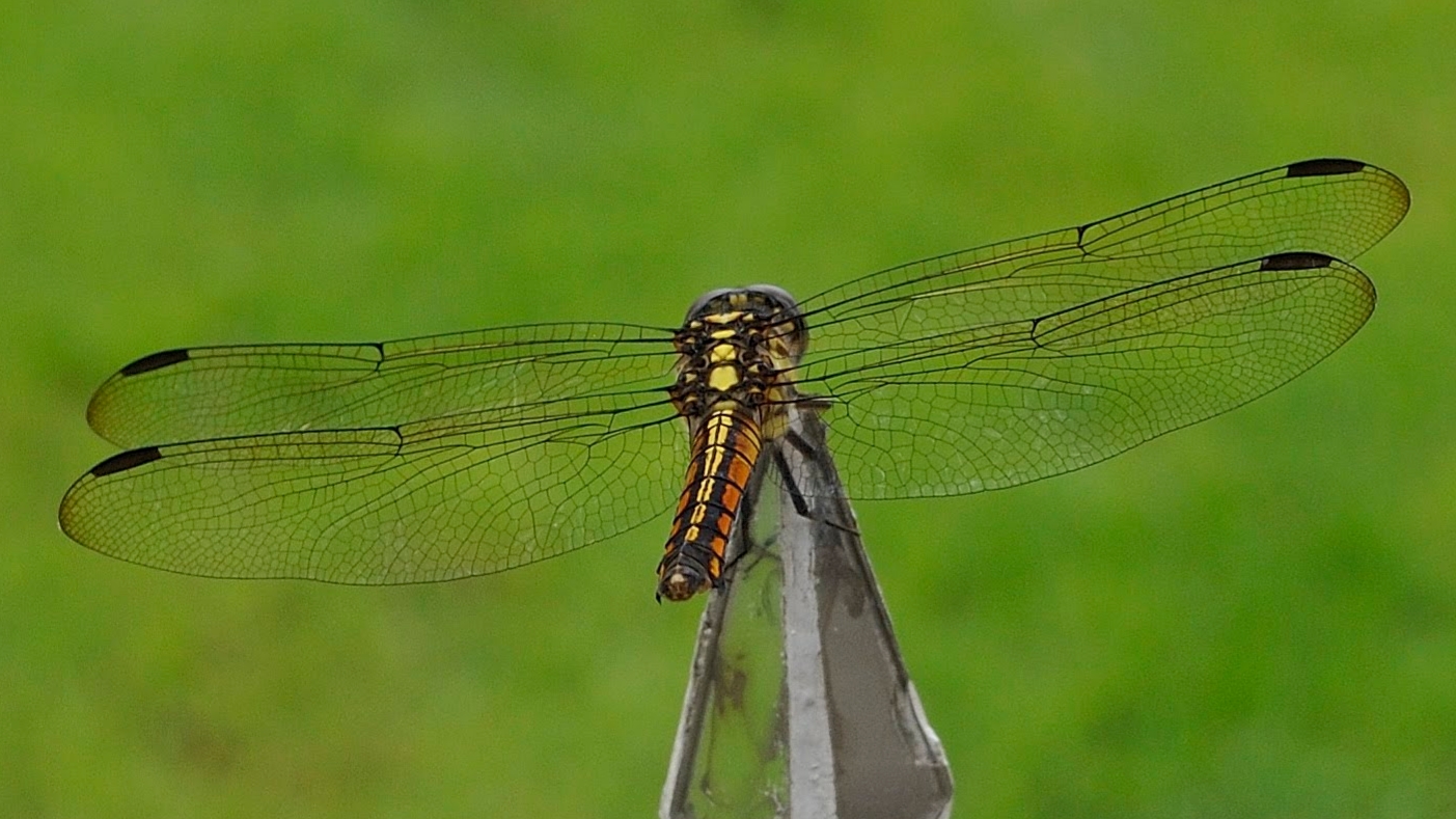 Libellula
