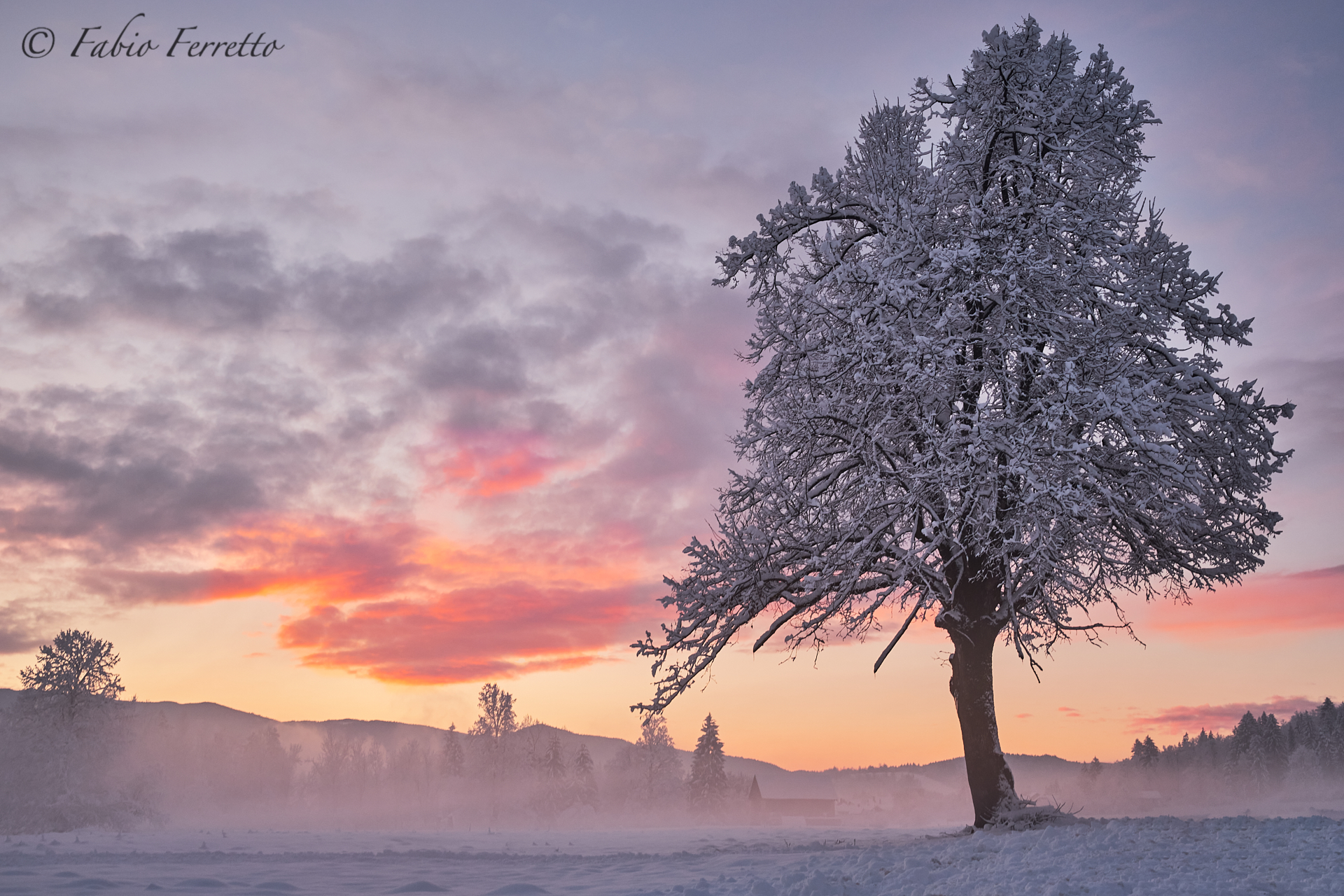 Frozen Tree, New1001