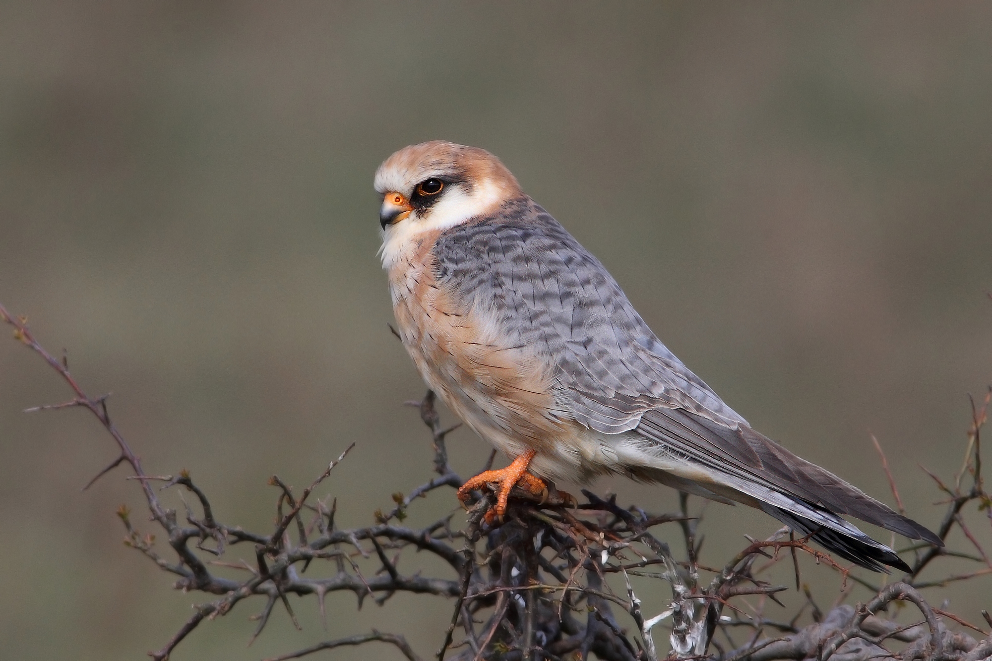 falco cuculo femmina