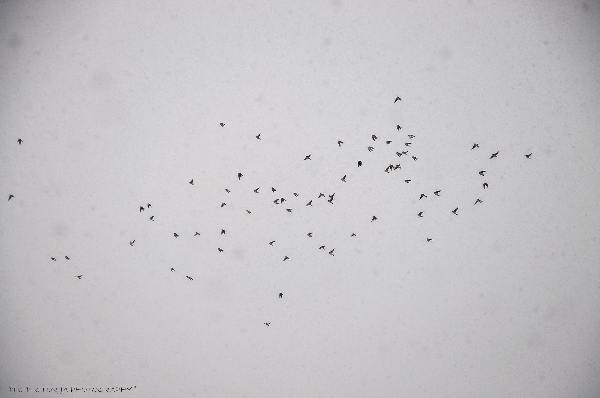 The swallows and the snow