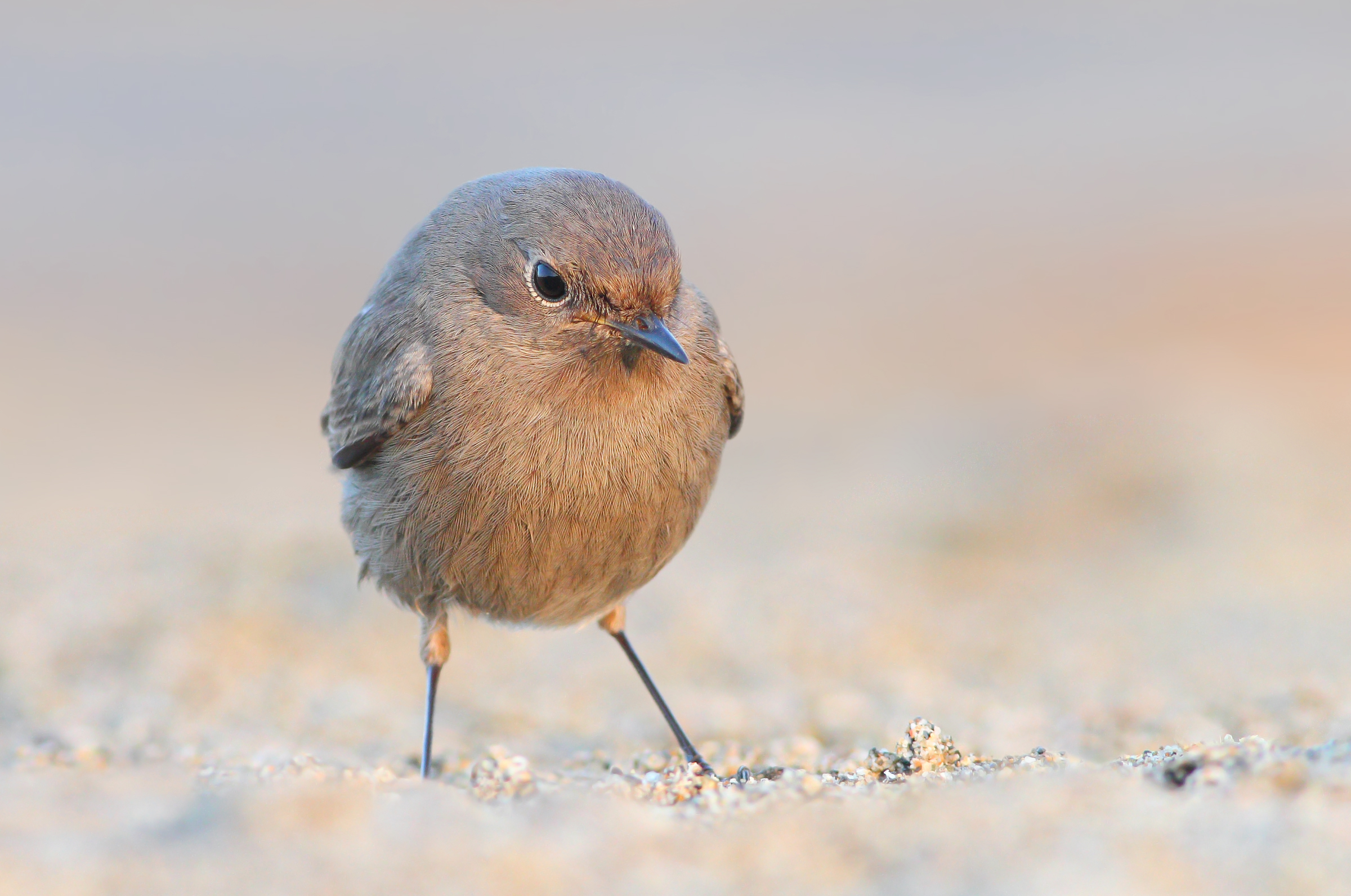 Codirosso spazzacamino