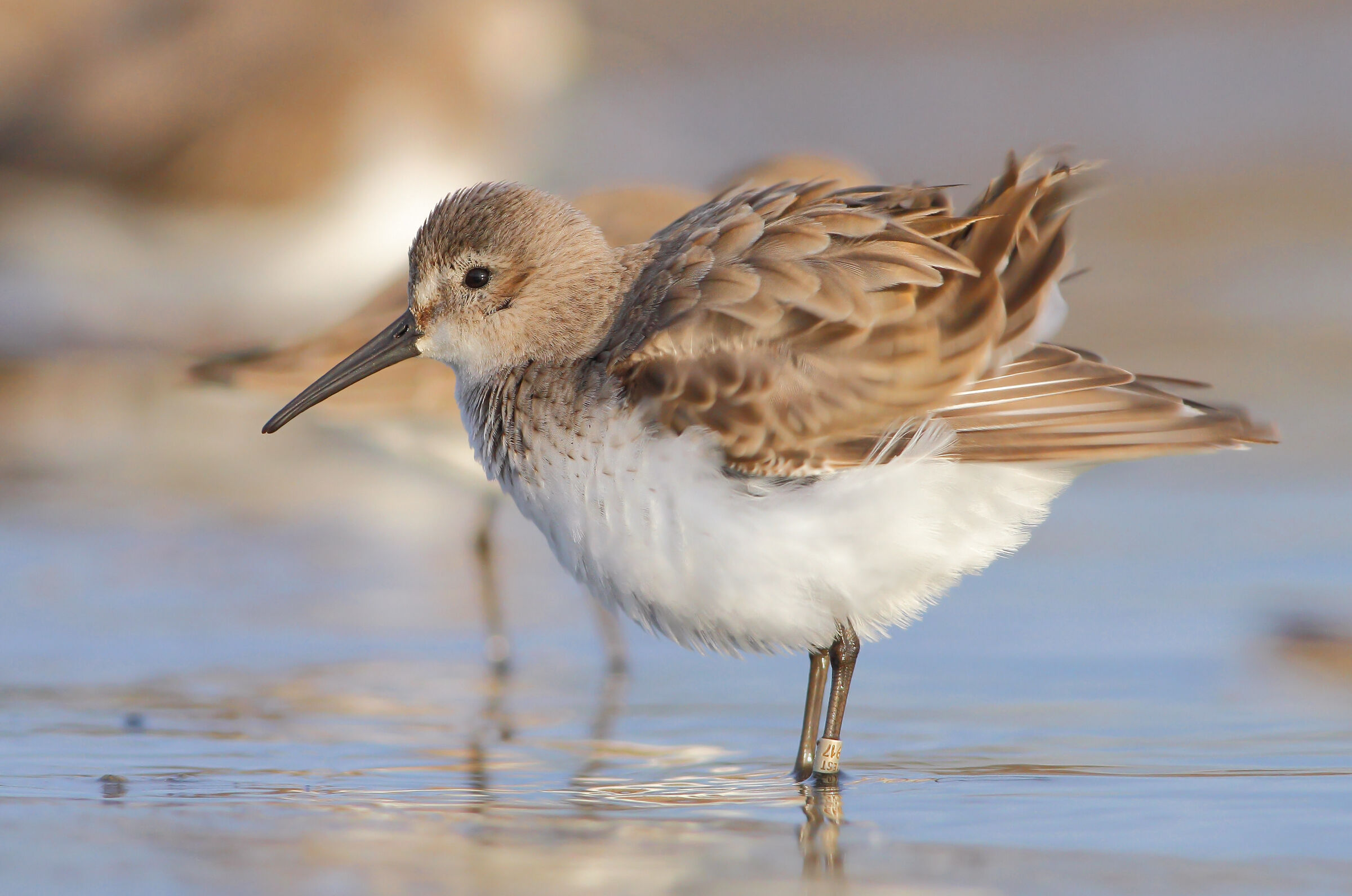 Piovanello pancianera