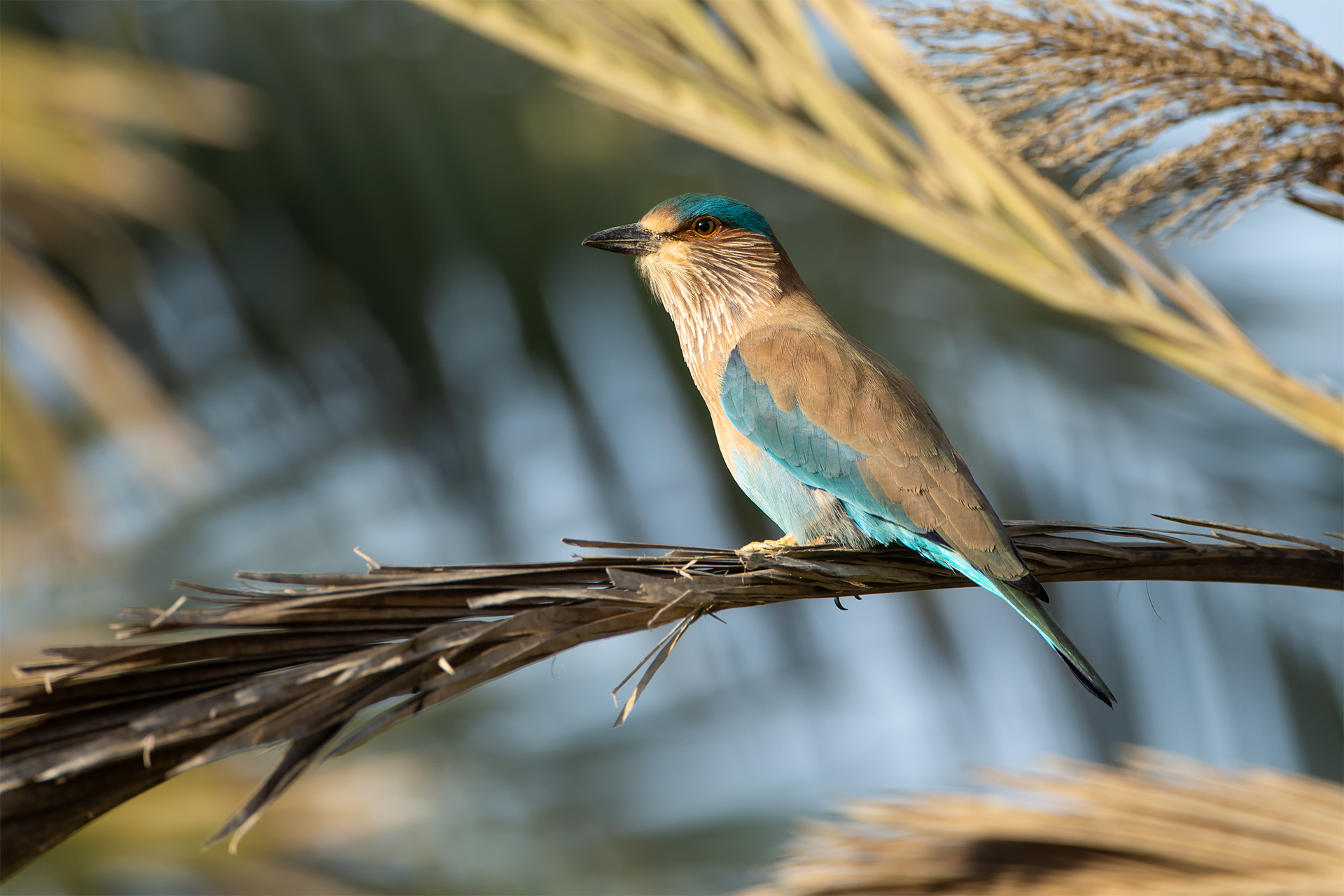 Coracias benghalensis (Indian roller)