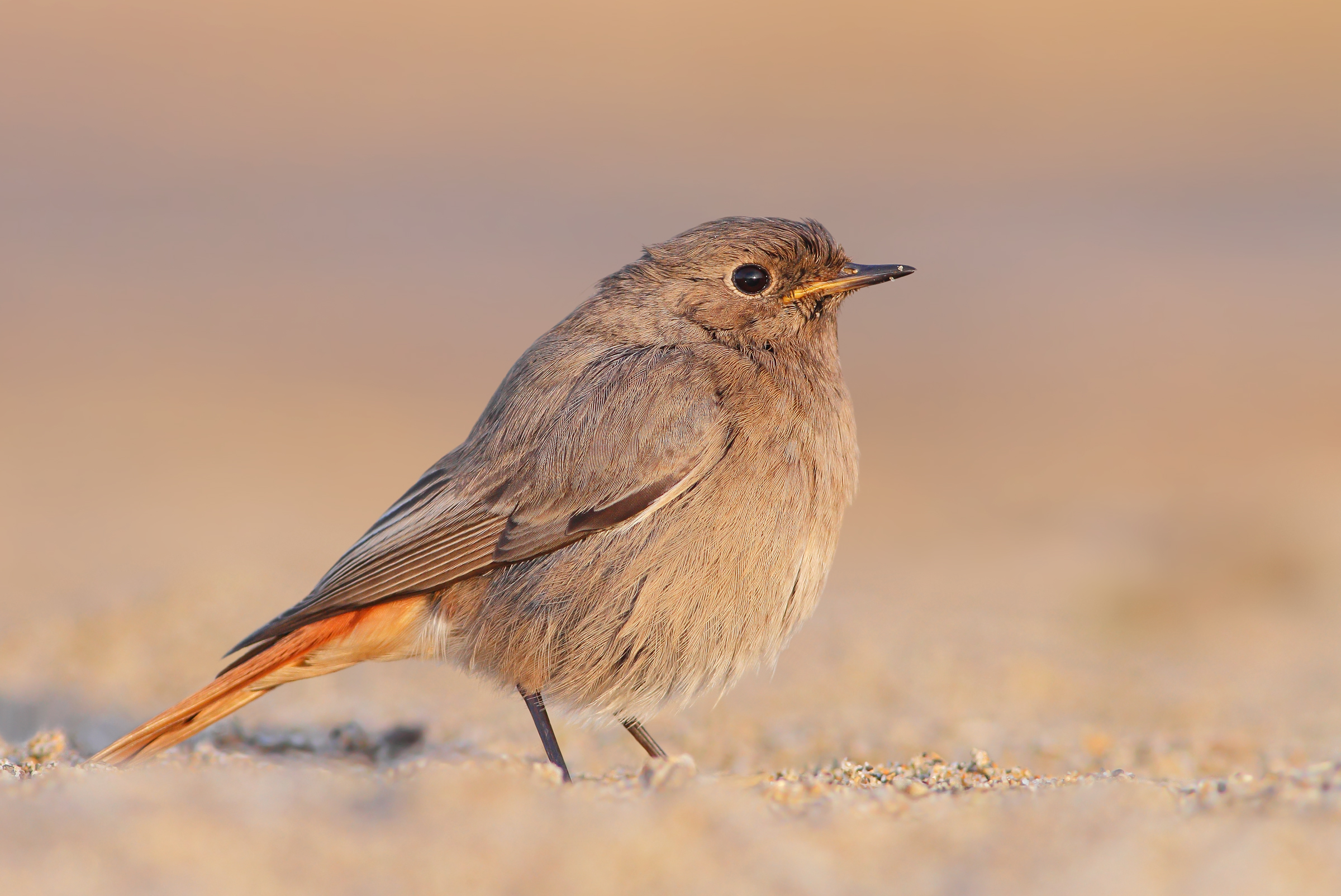 Codirosso spazzacamino