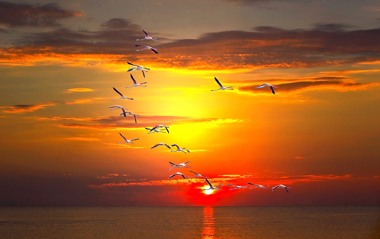Flamingos in Porto Corsini