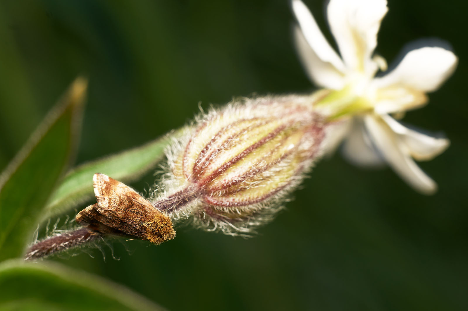 Inmates in the garden