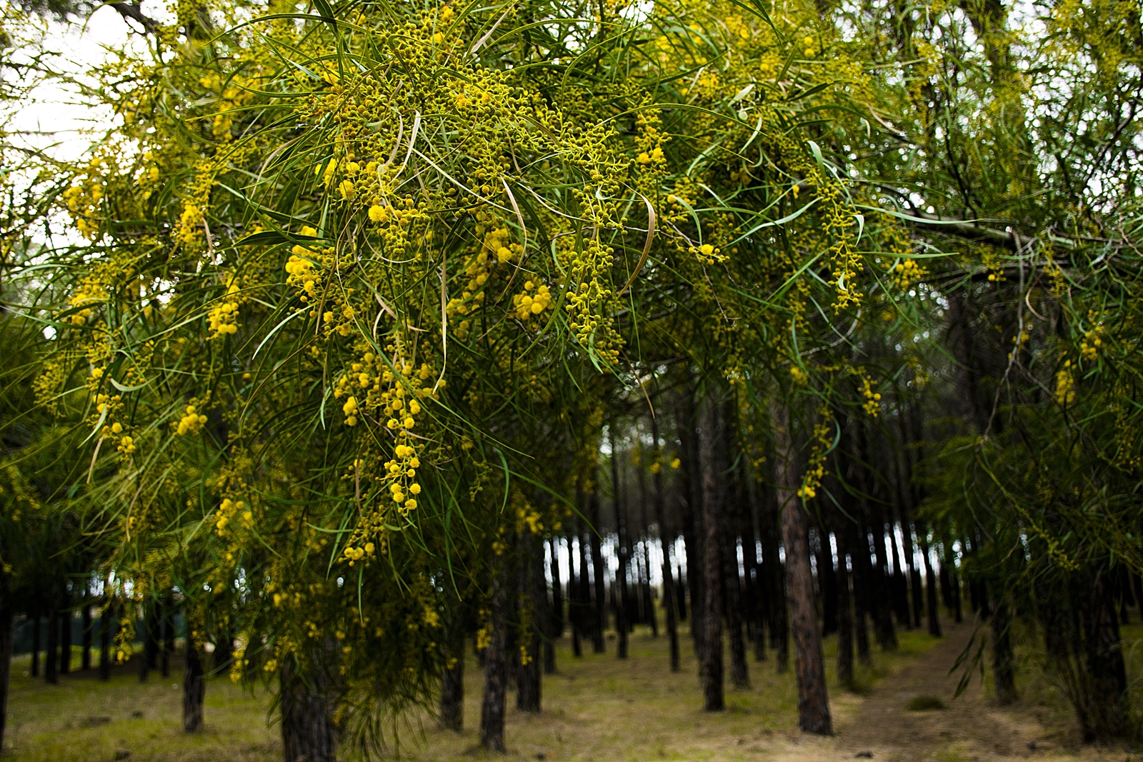 E la primavera.. incurante del nostro malessere..avanza