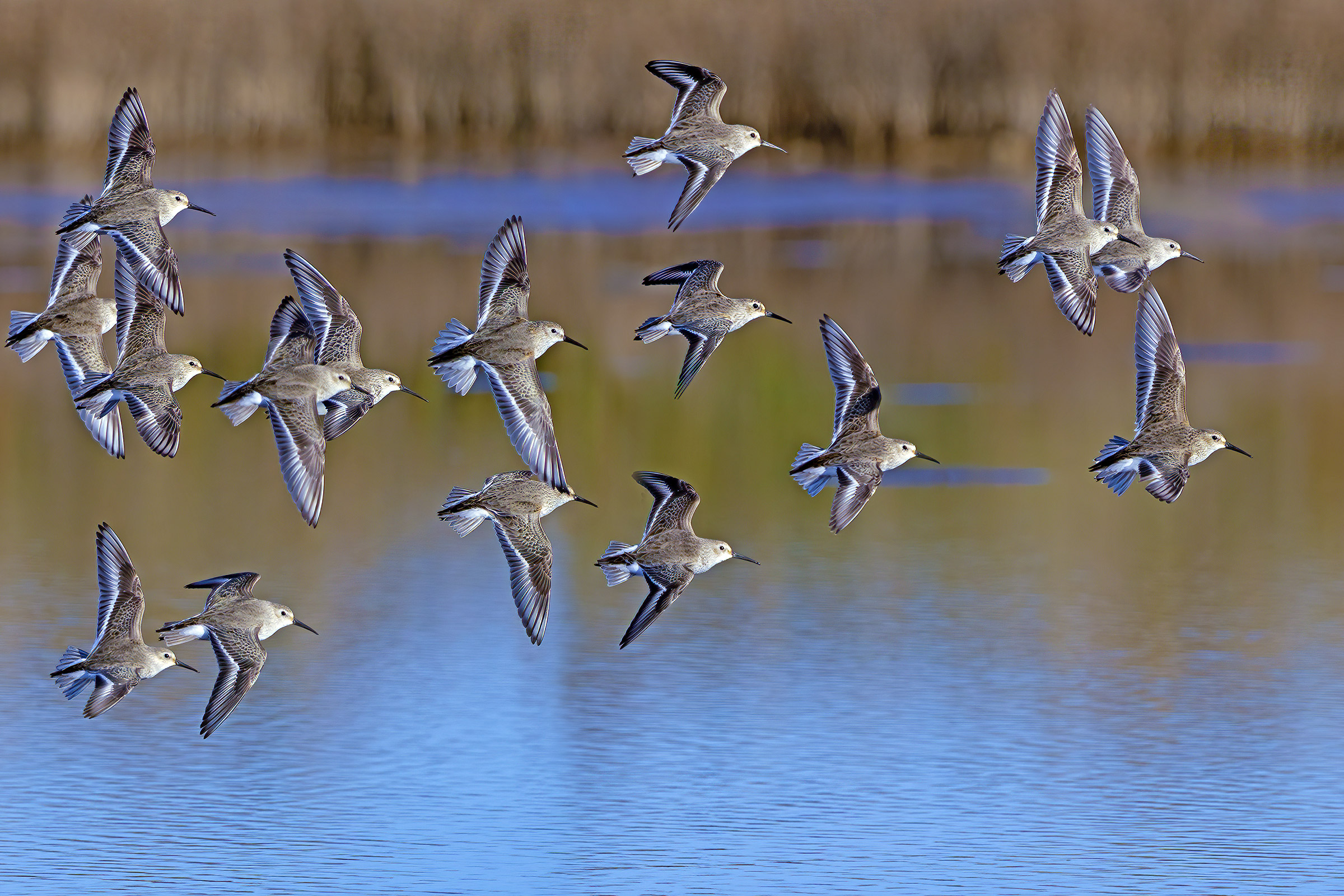 Black belly piovanello