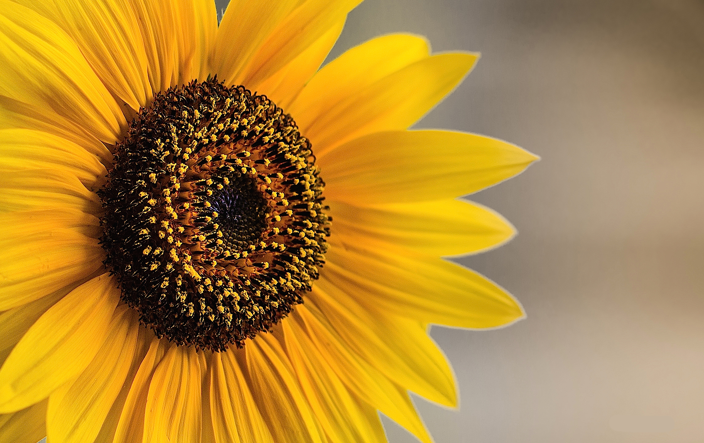 In memoria dell'estate