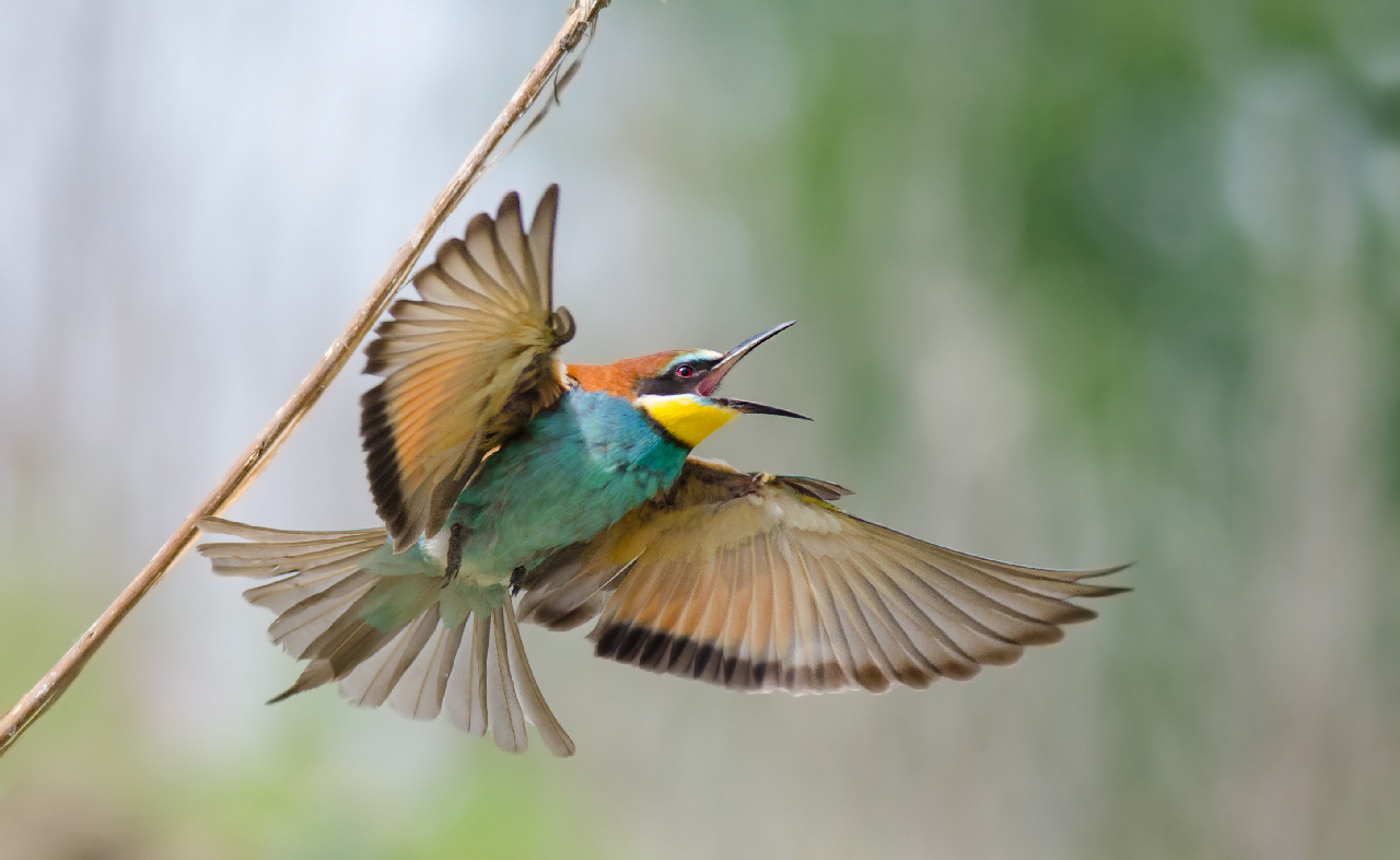 Bee-eater in flight