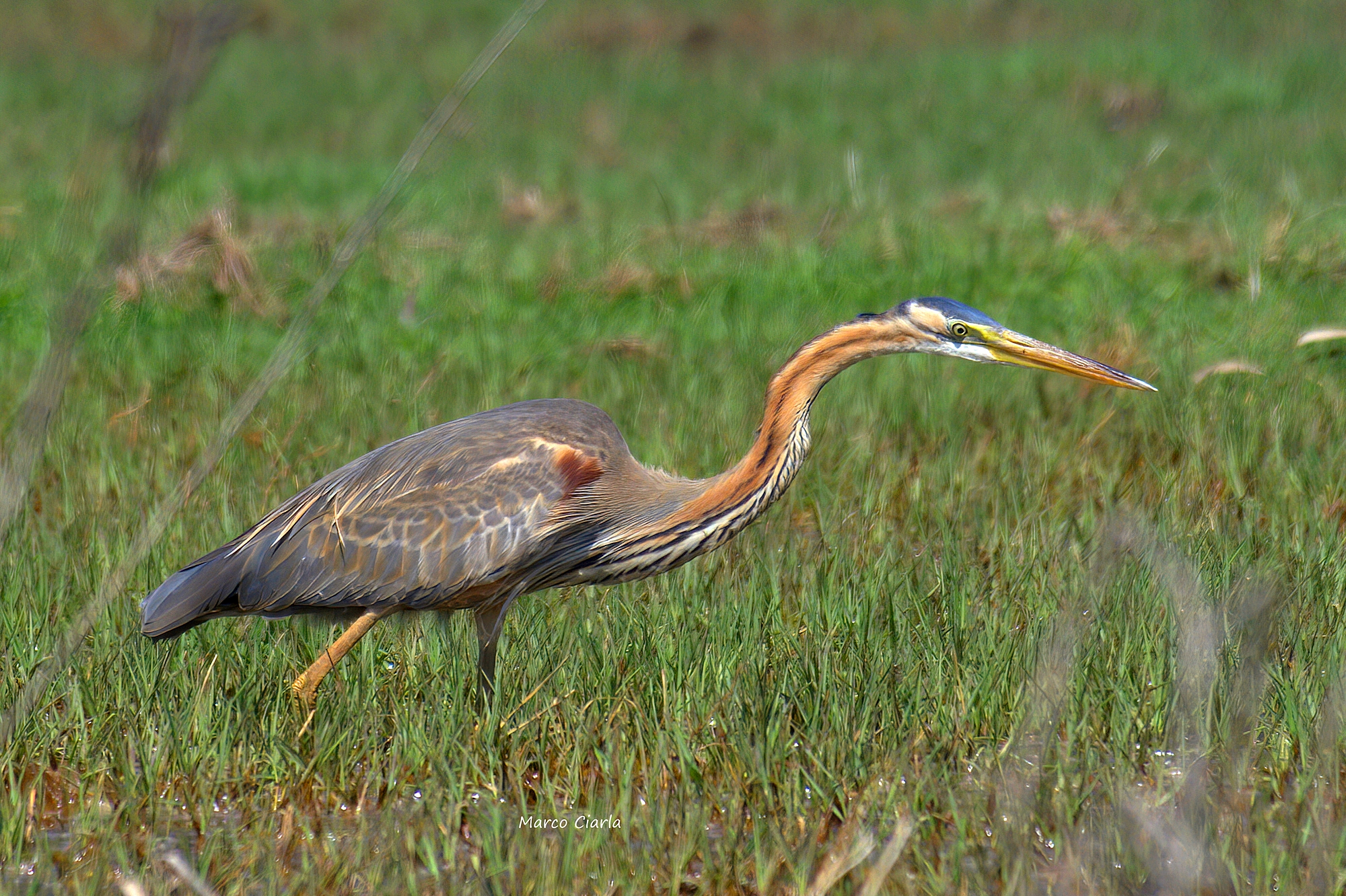 Red heron (Ardea purpurea)
