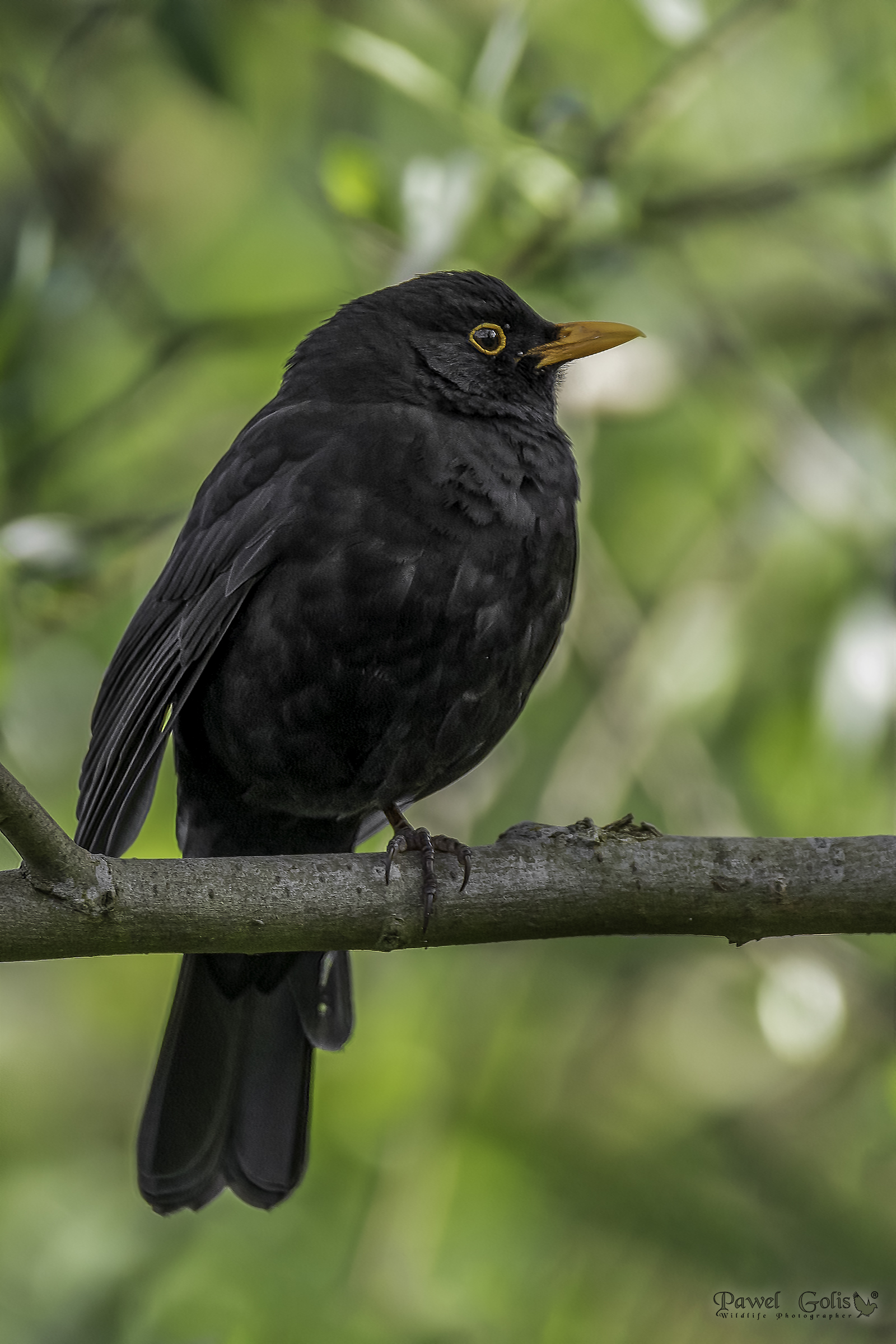 Uccello nero comune (Turdus merula)