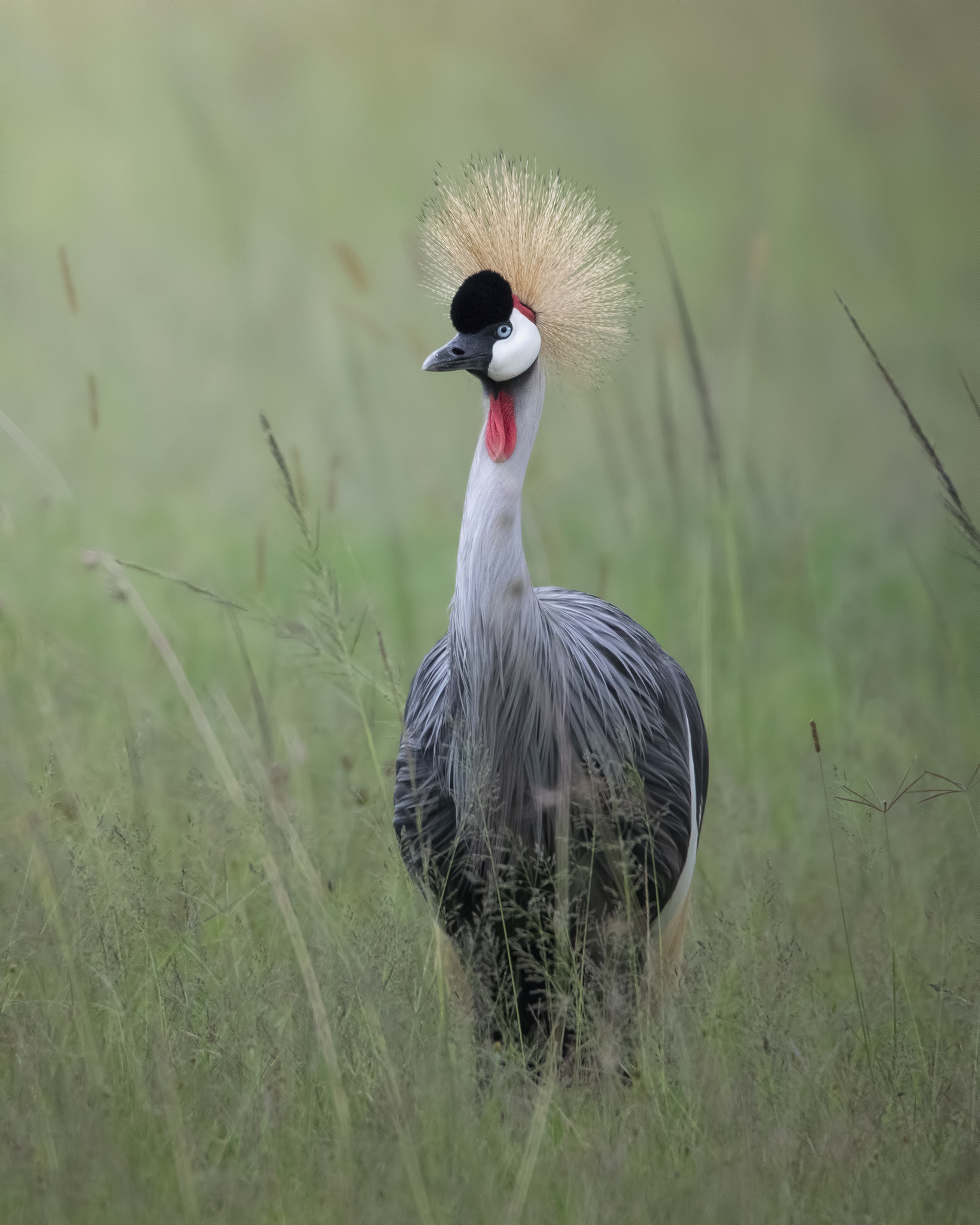 Grey crowned crane