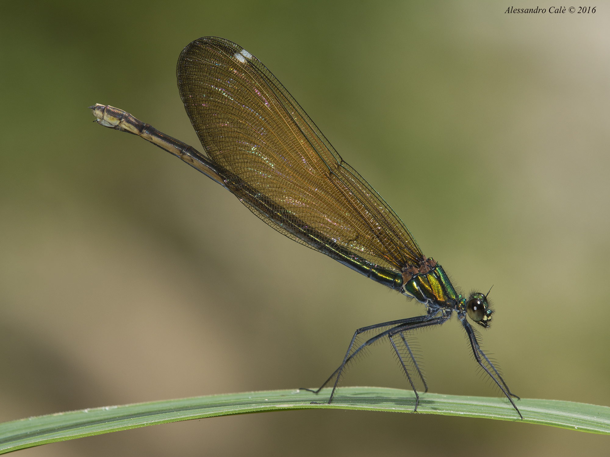 Calopteryx virgola 5987