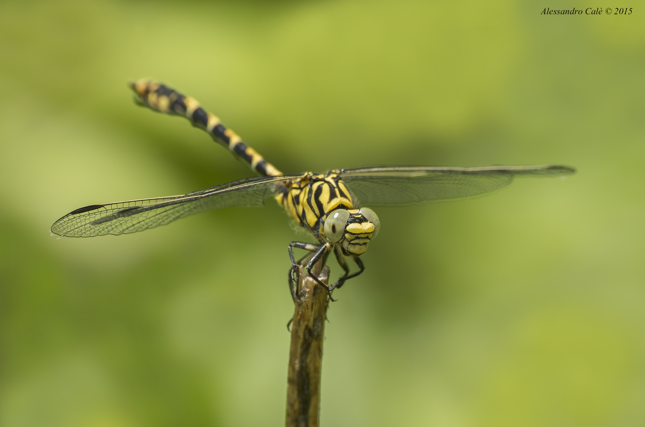 Onychogomphus forcipatus 9649