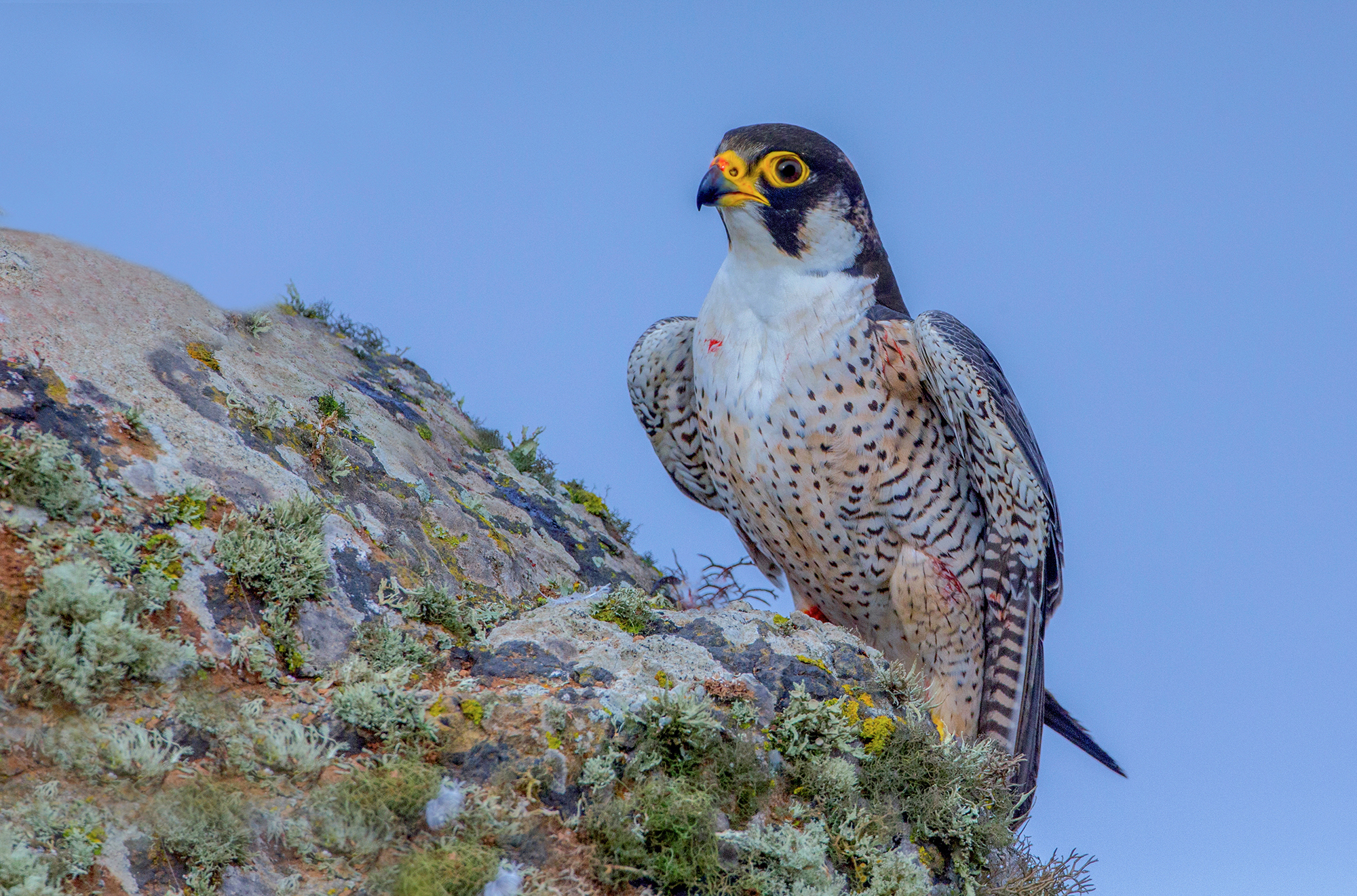 falco di barberia ferito dopo la caccia