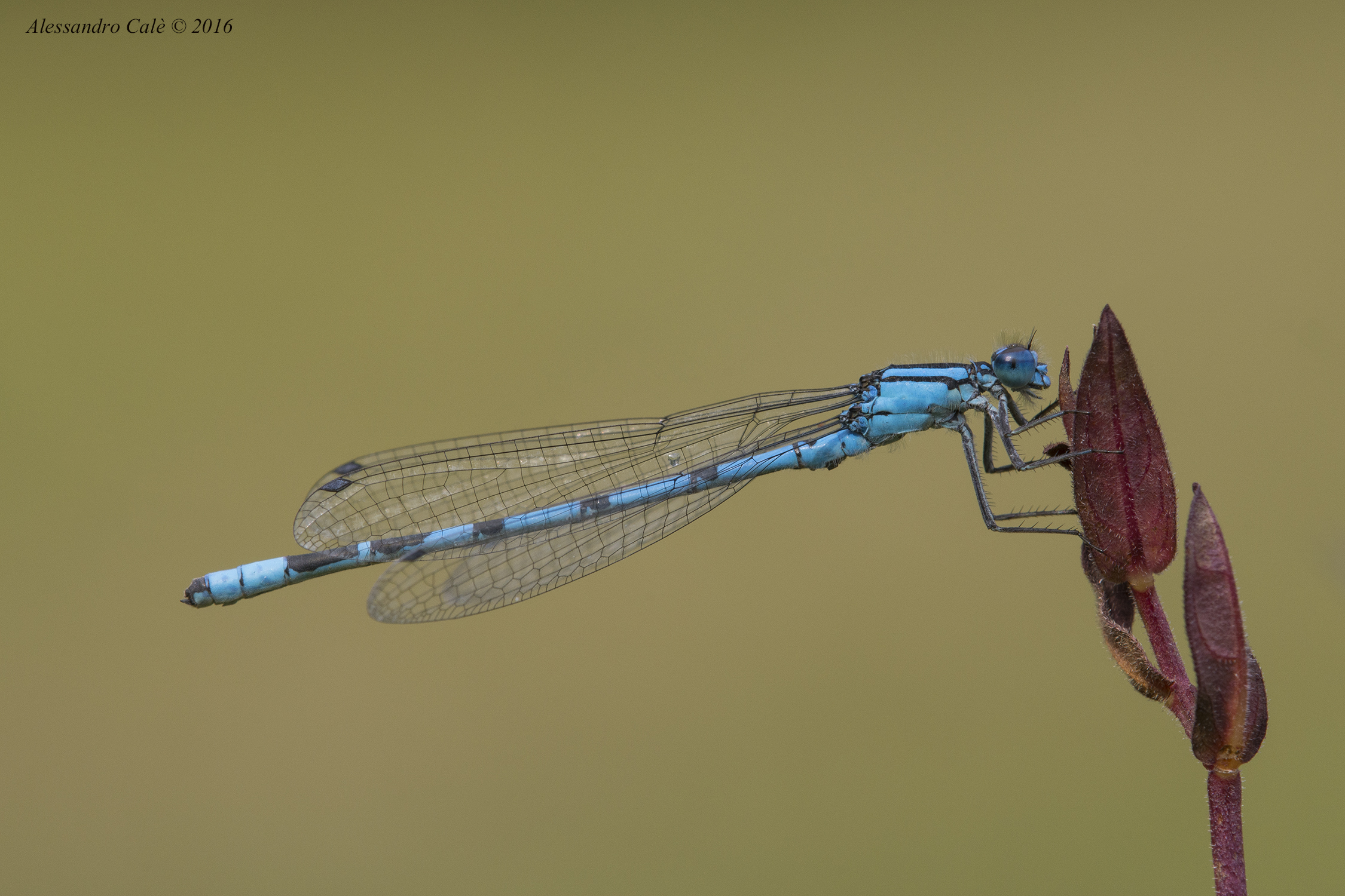 Enallagma cyathigerum 8859