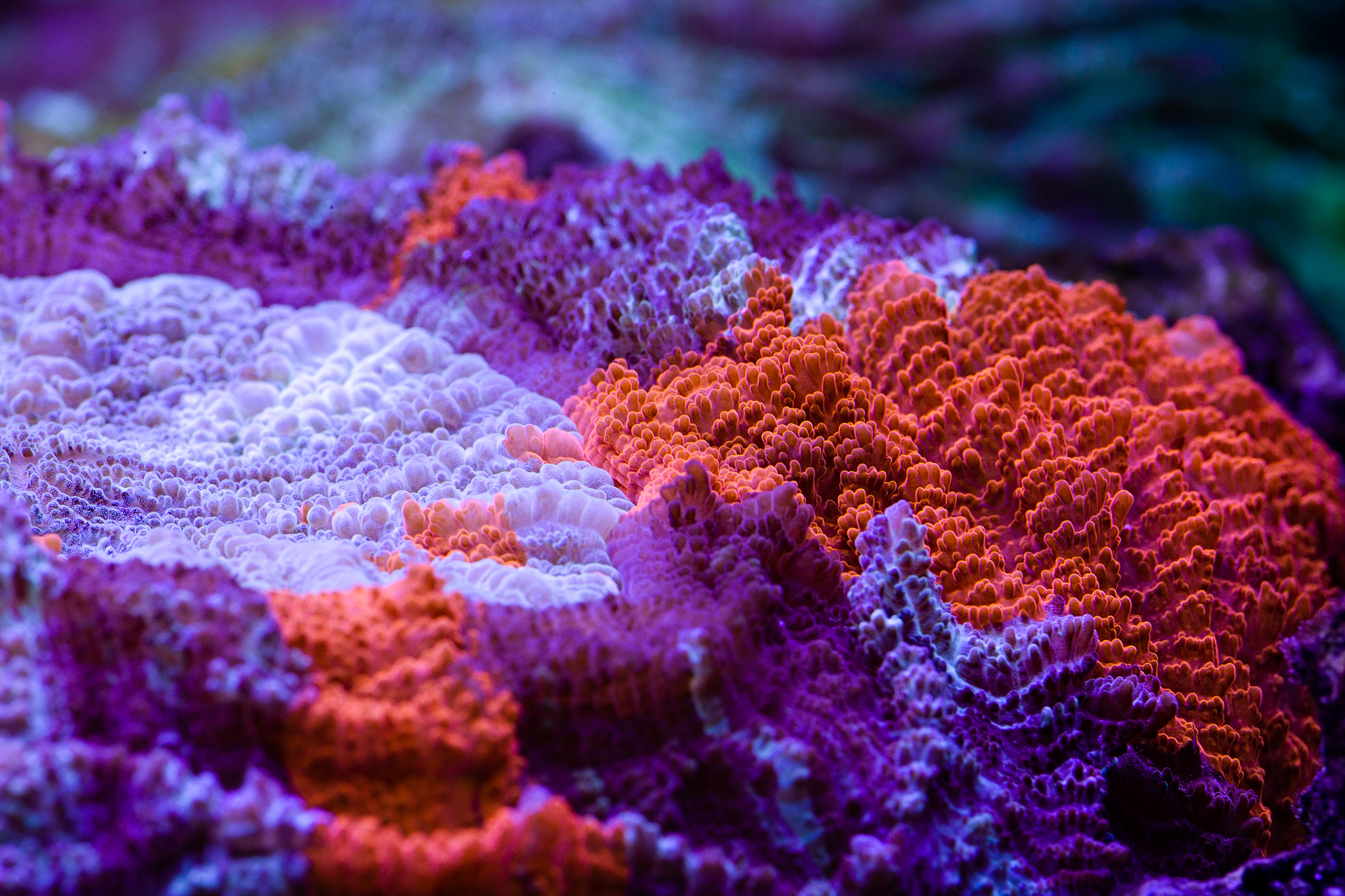 Acantophyllia