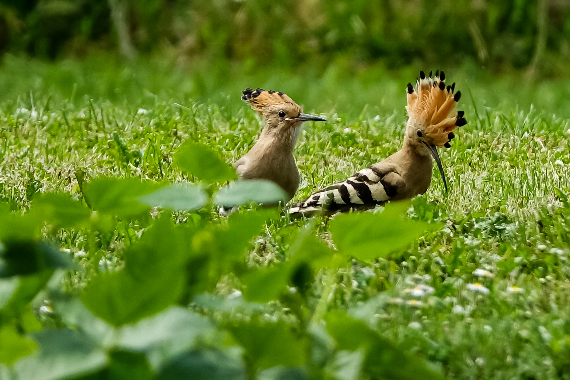 Hunting in the green