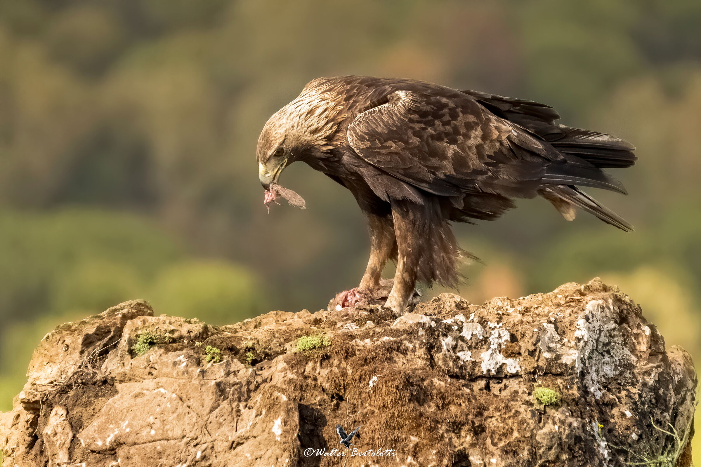 un pasto gratis al tramonto