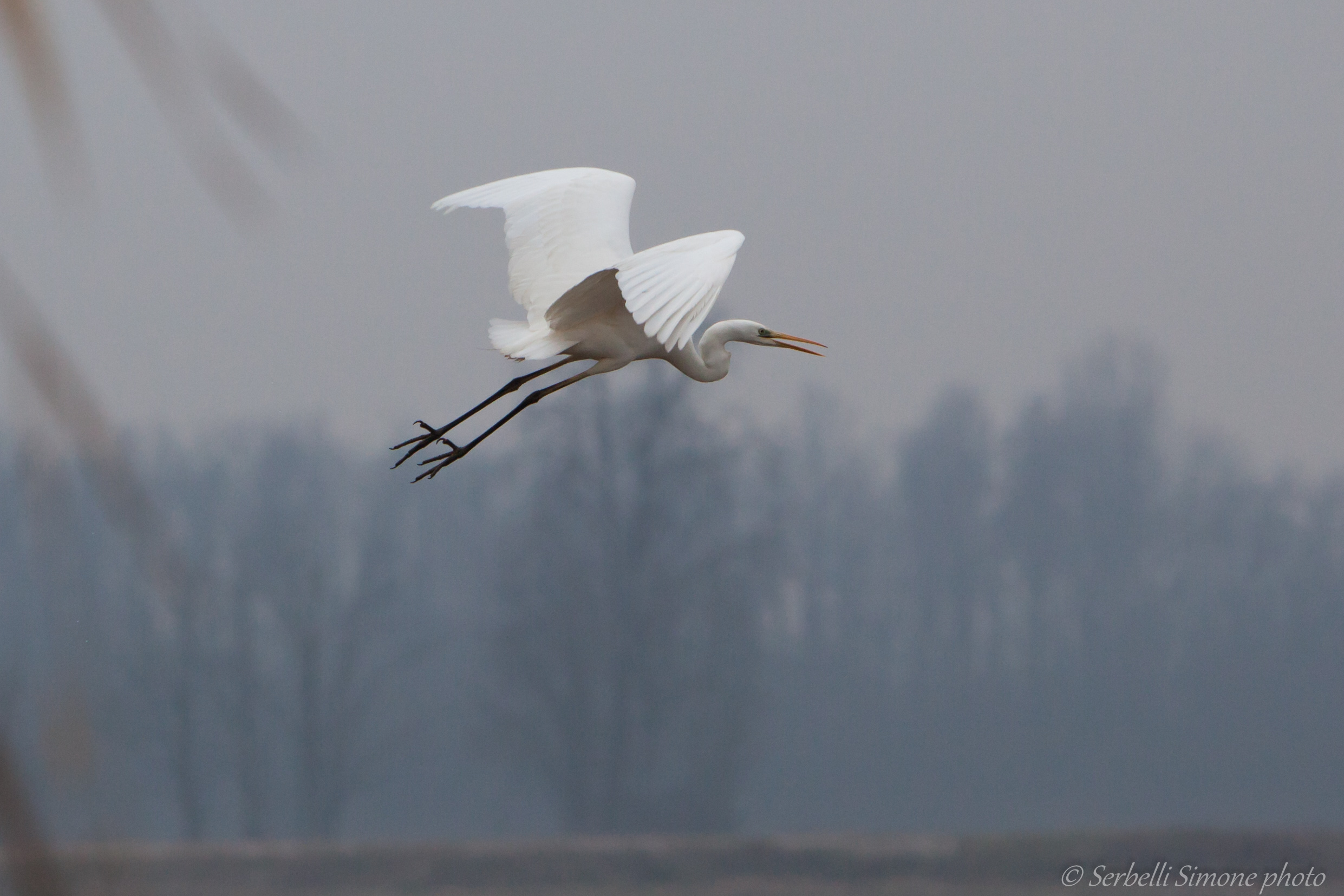 white heron