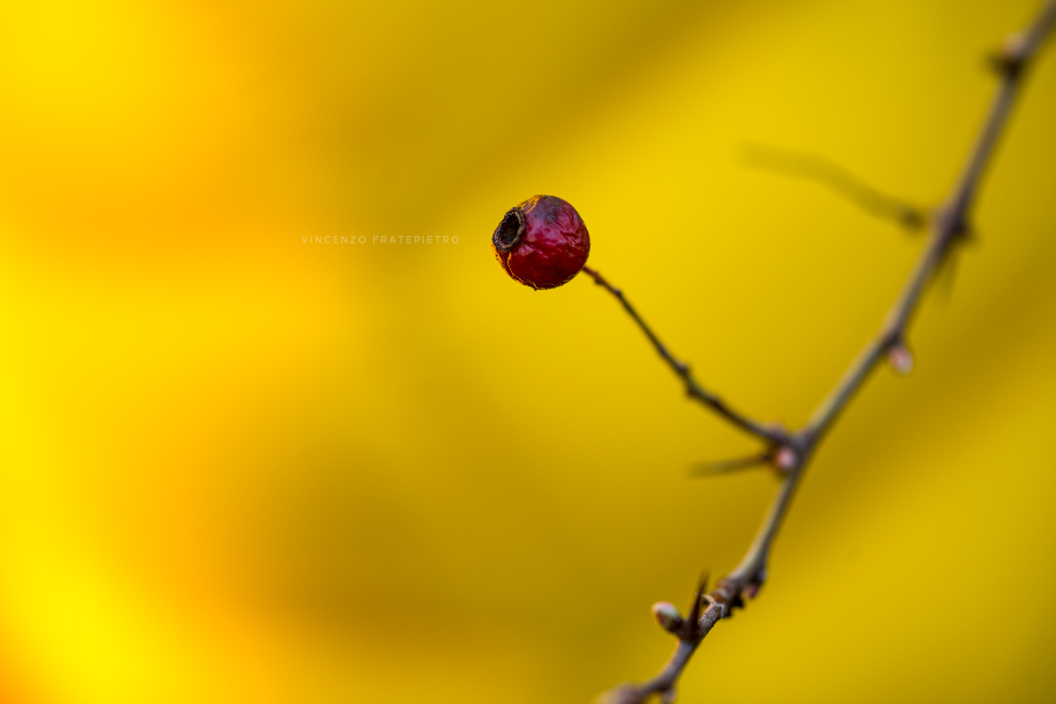 yellow & red