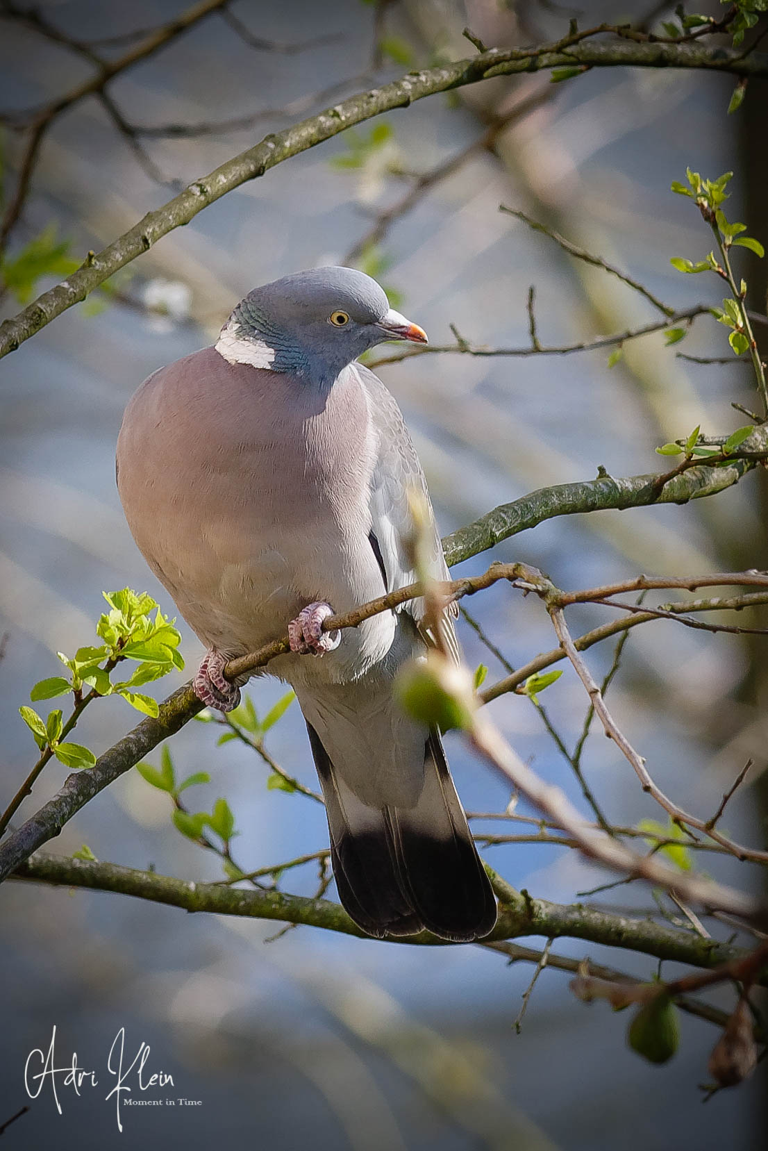 Pigeon