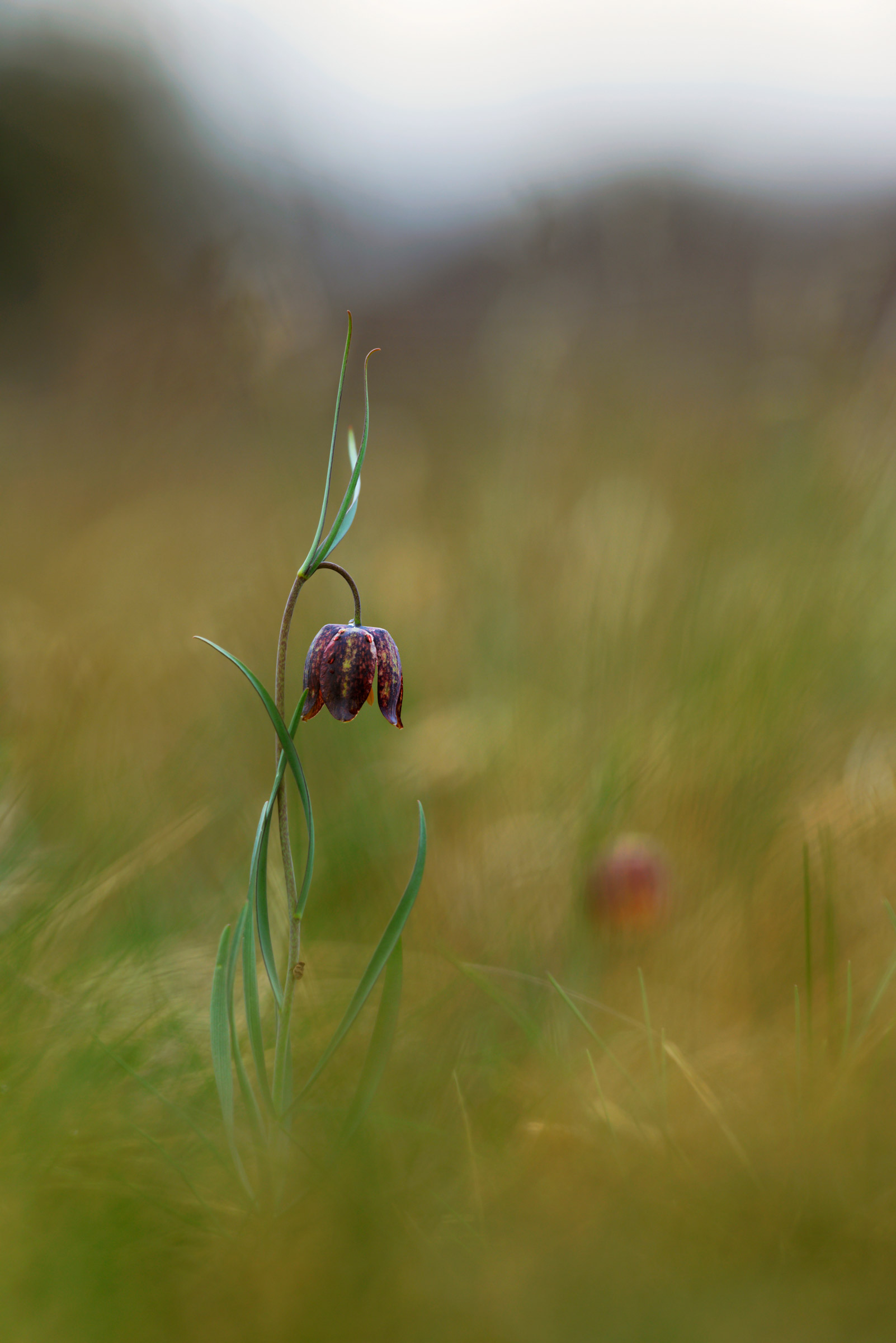Fritillaria.