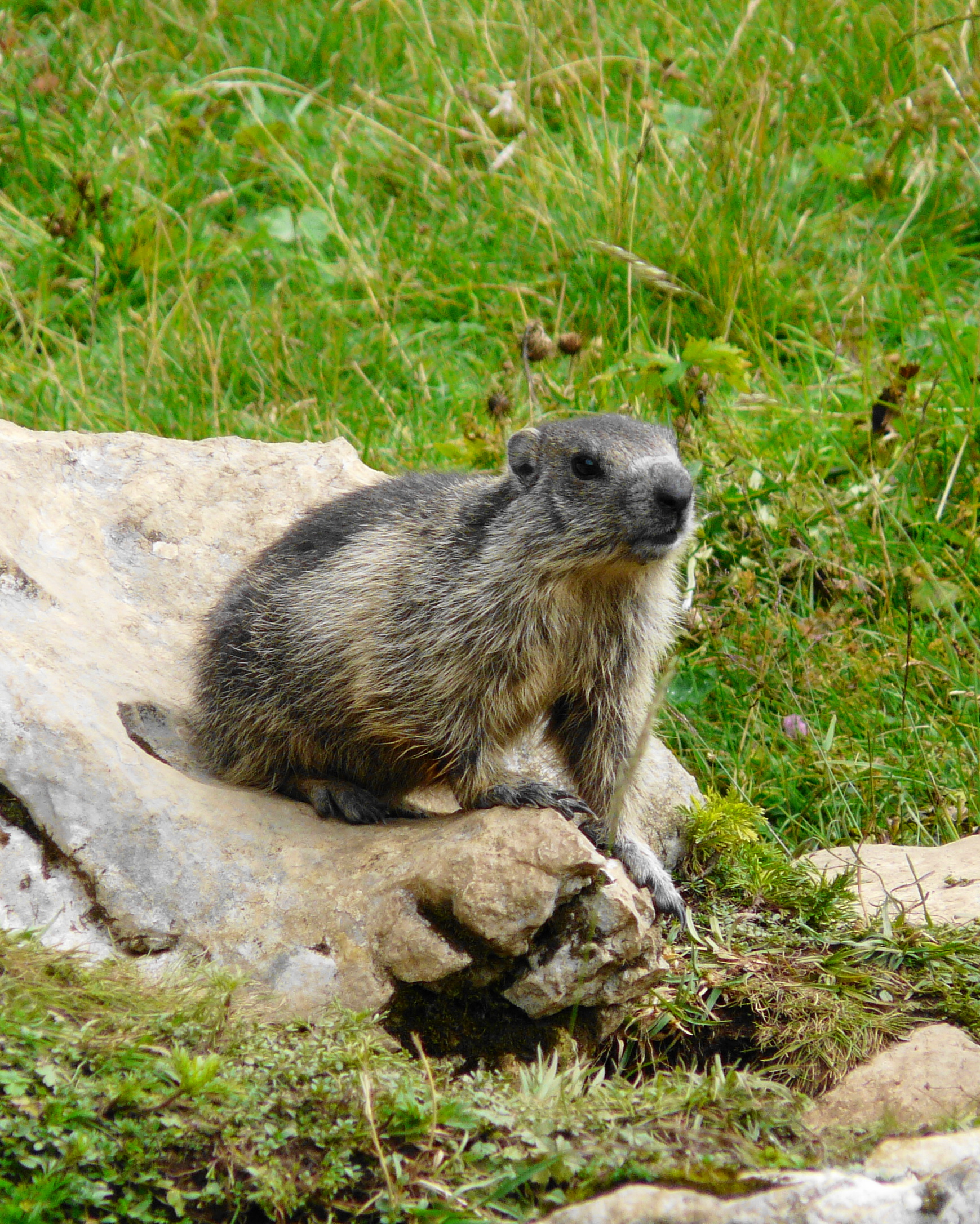 marmotta