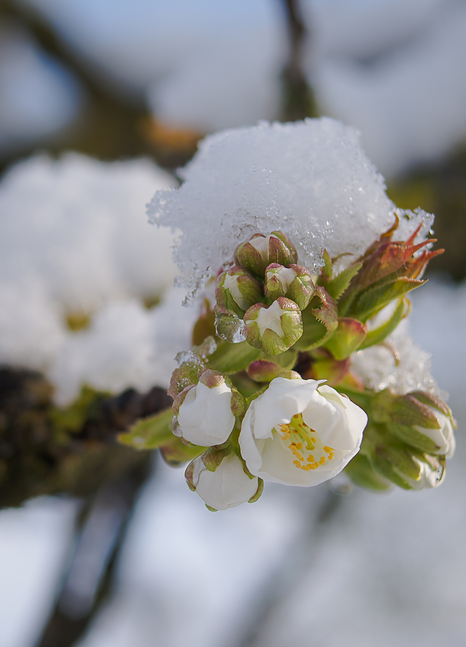 Neve sul ciliegio in fiore