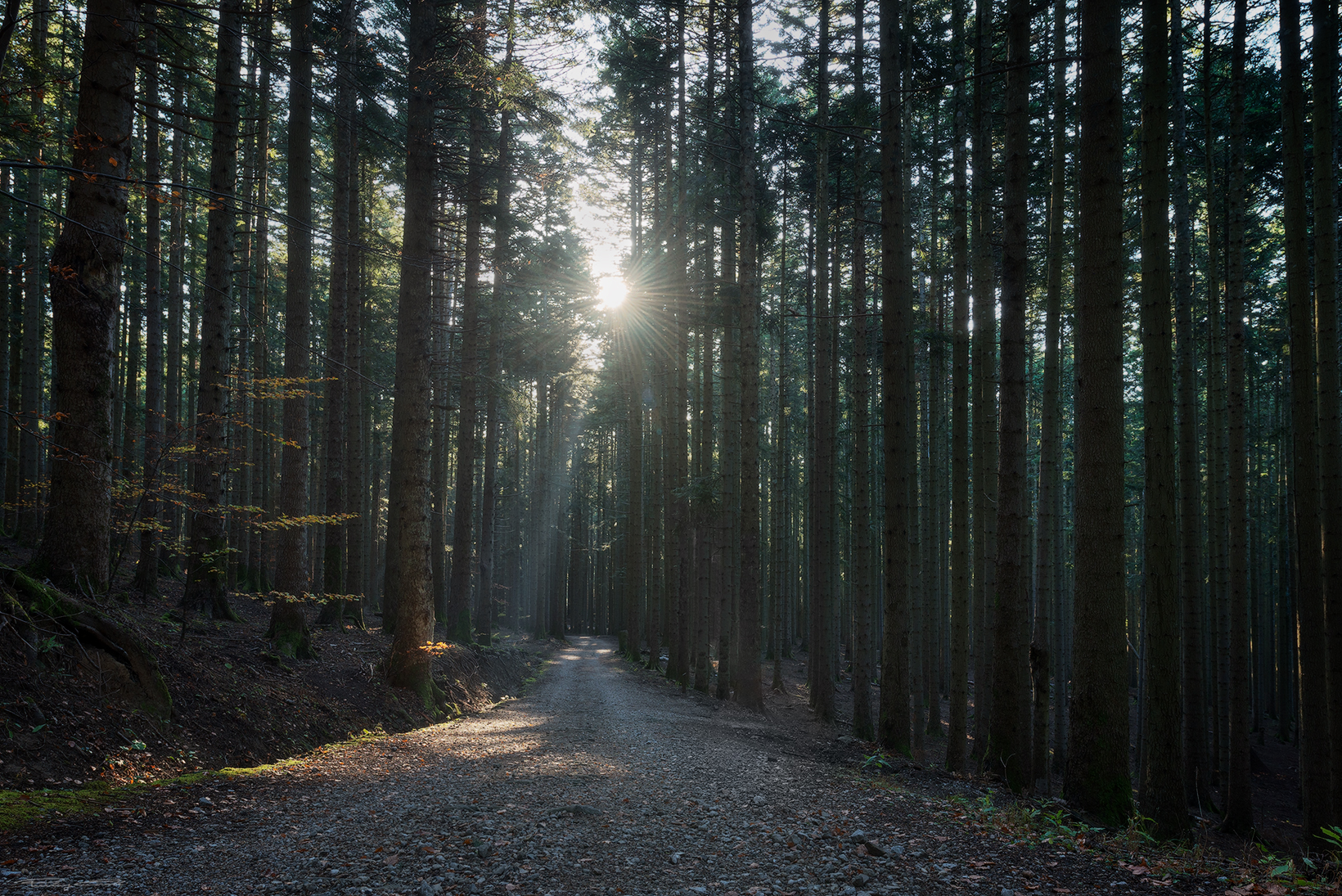 Between Shadow and Light