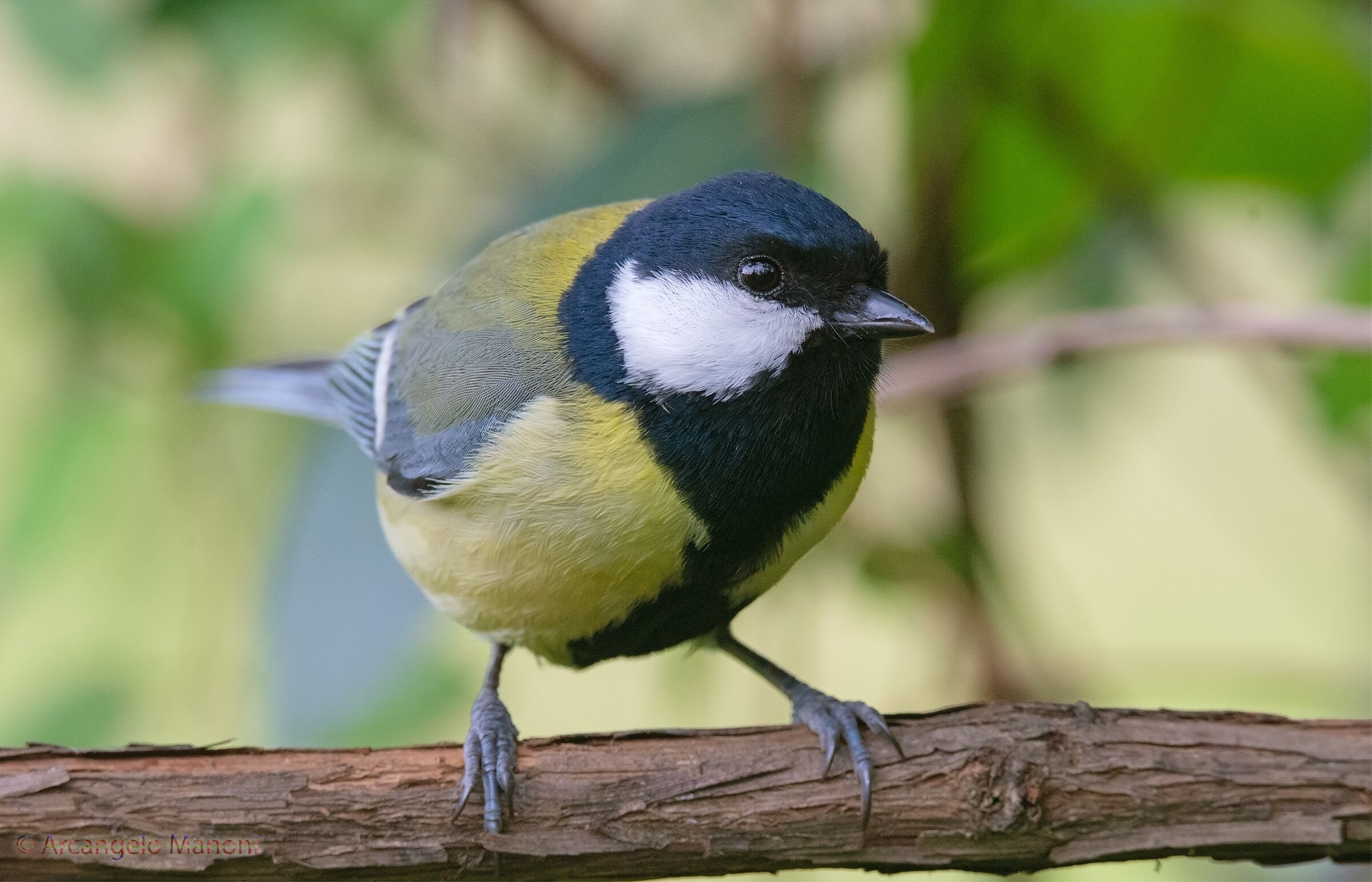 Una cinciallegra in giardino