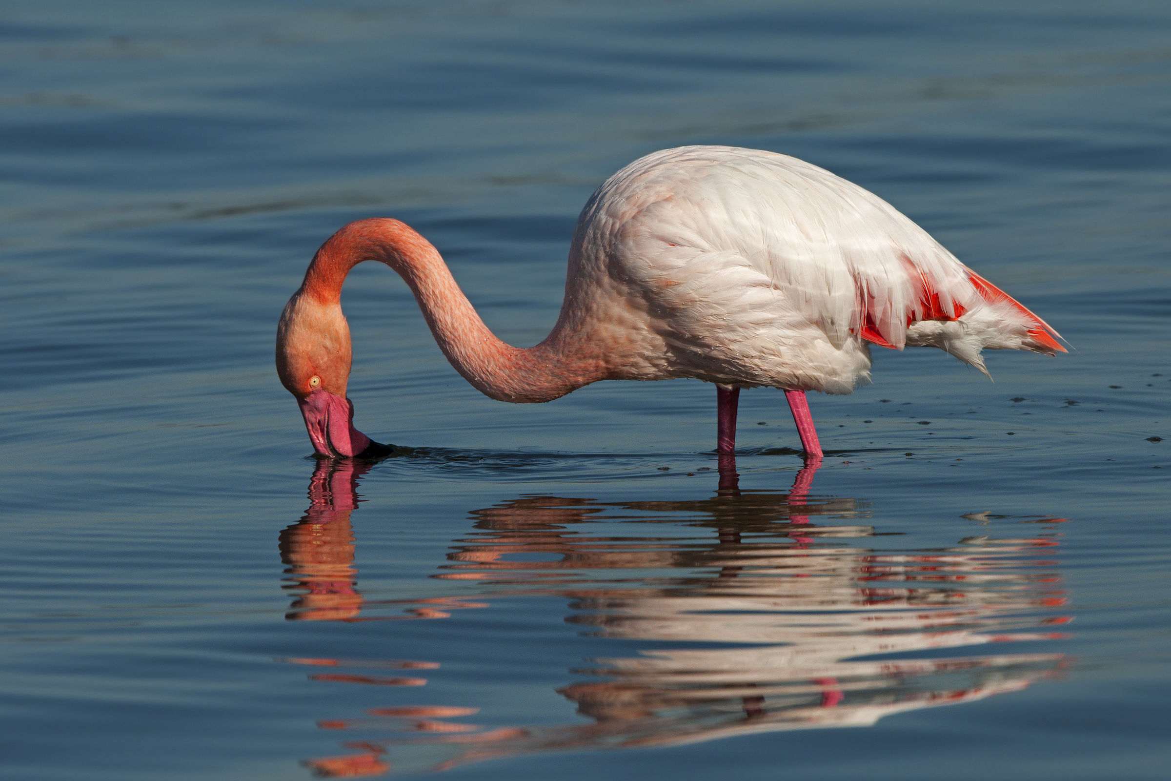 flamingo in power