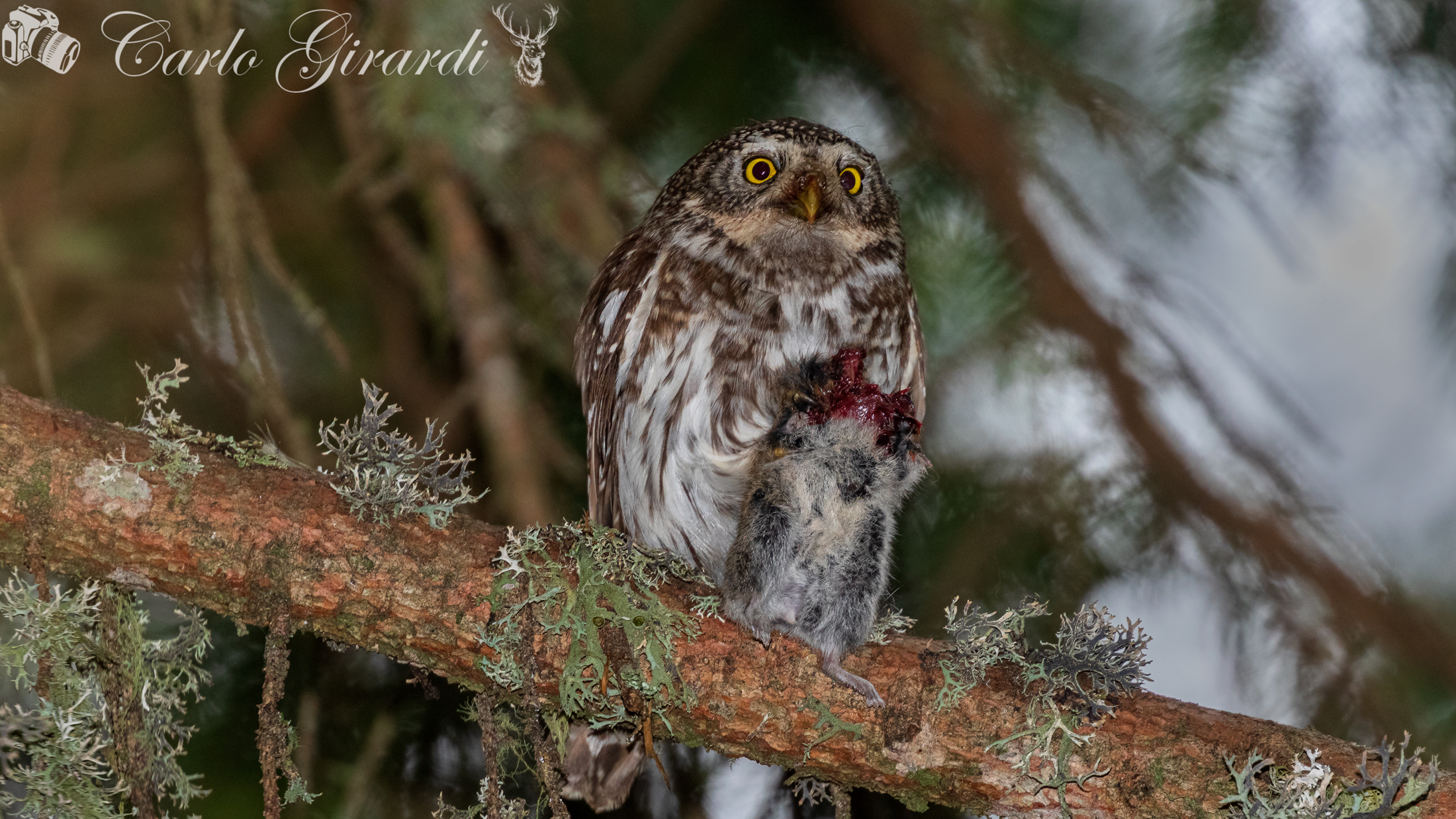 Civetta Nana. Cena, pranzo, collazione.