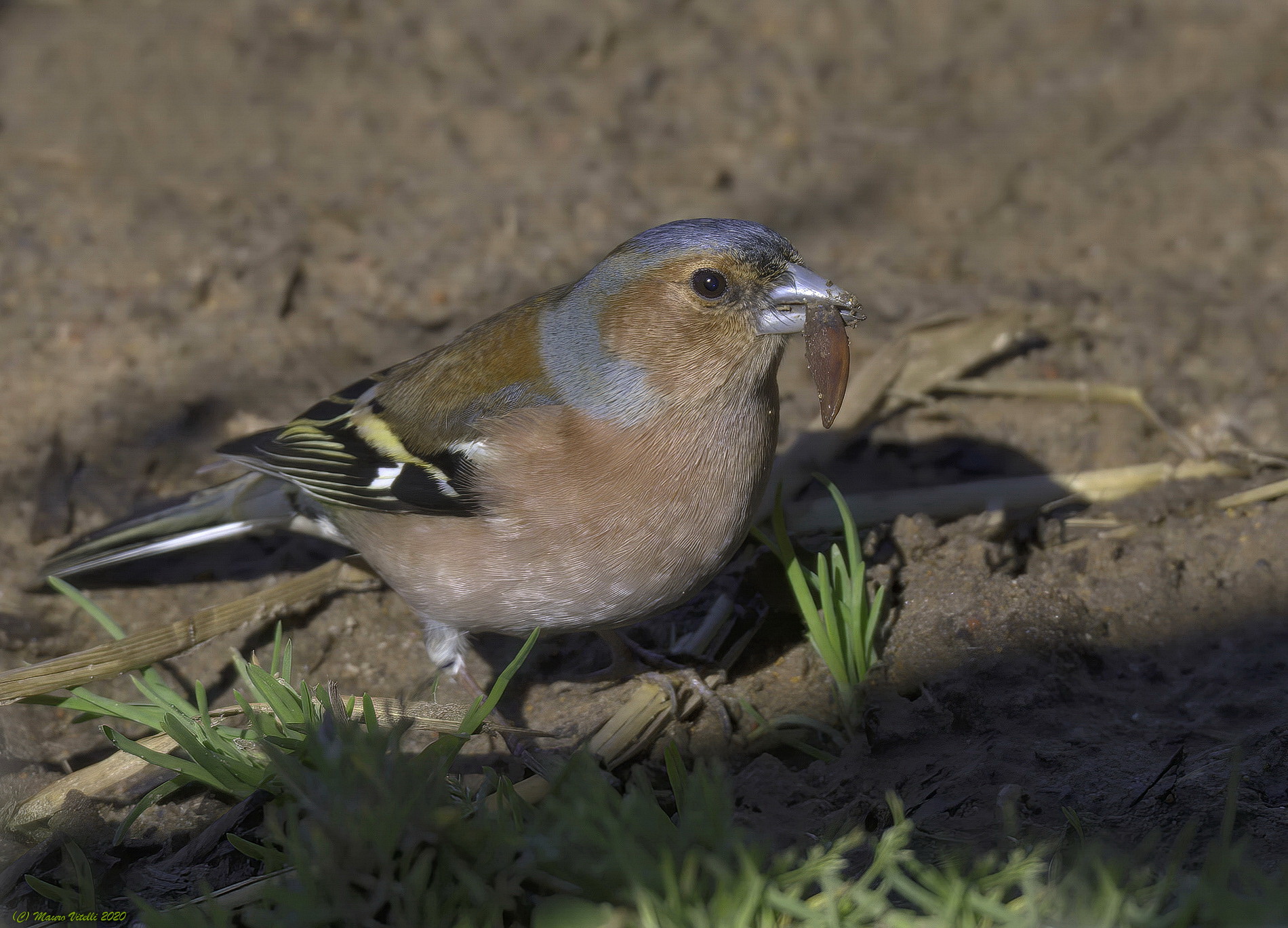 Finchel (Fringilla coelebs)