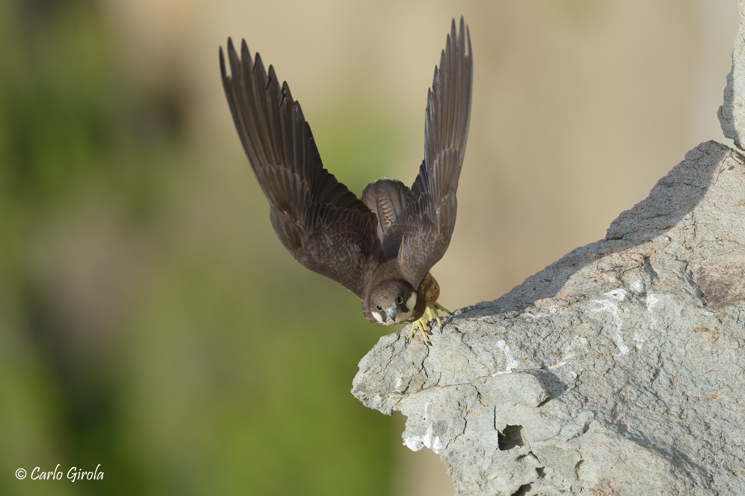 Falco della regina (Falco eleonorae)