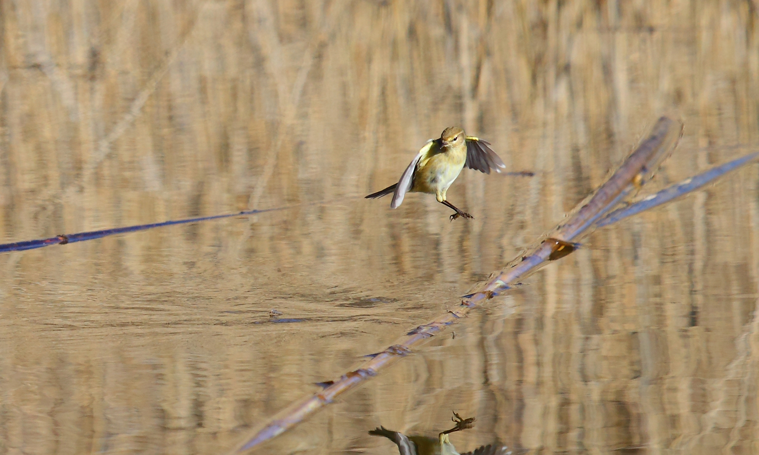 lui piccolo a caccia