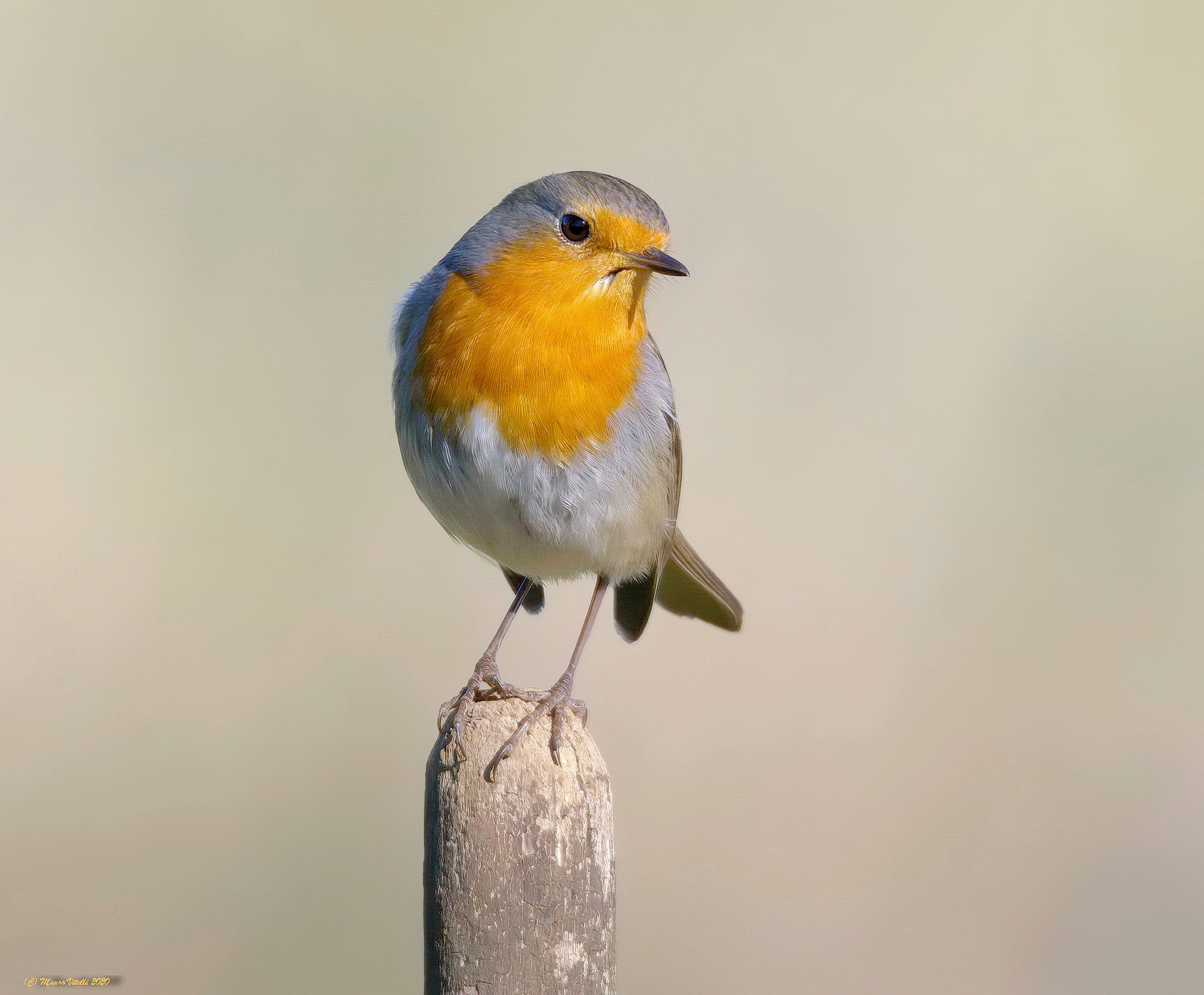 Robin (Erithacus rubecula)