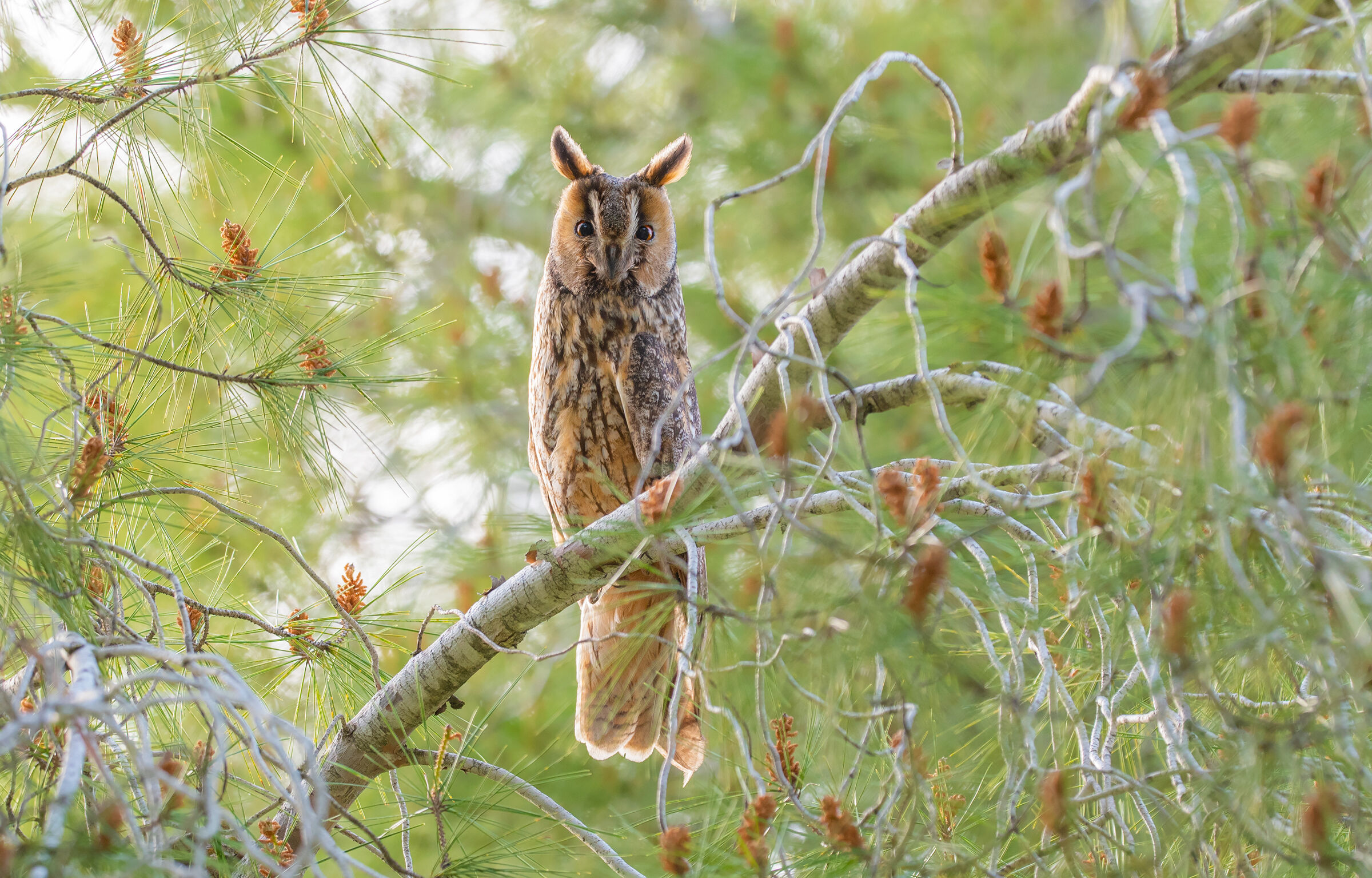 gufo dalle lunghe alne
