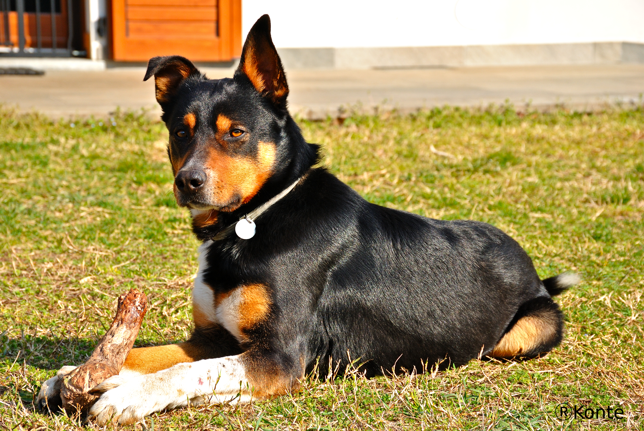 Fedele amico dell'uomo