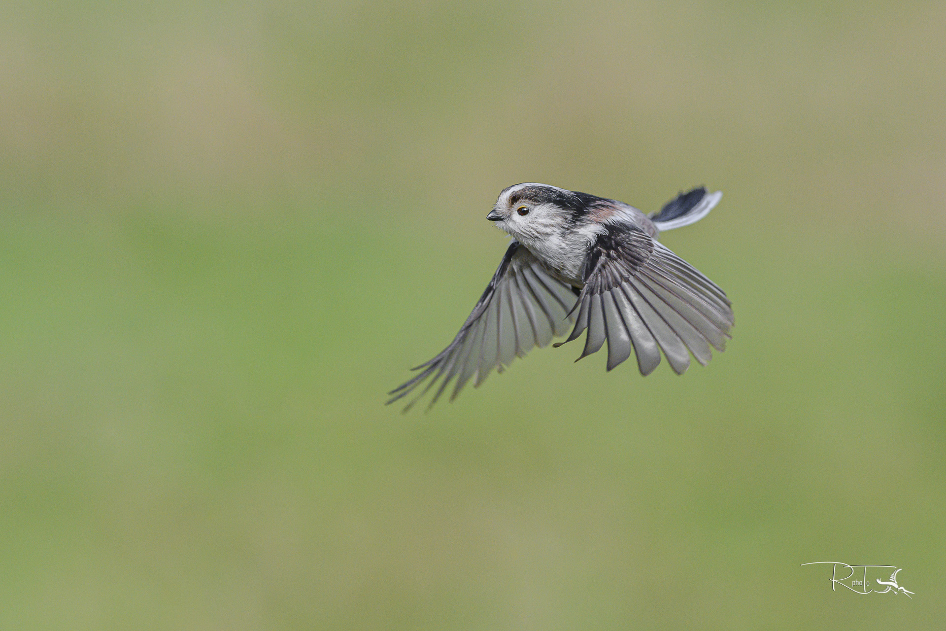 flying codibugnolo.....